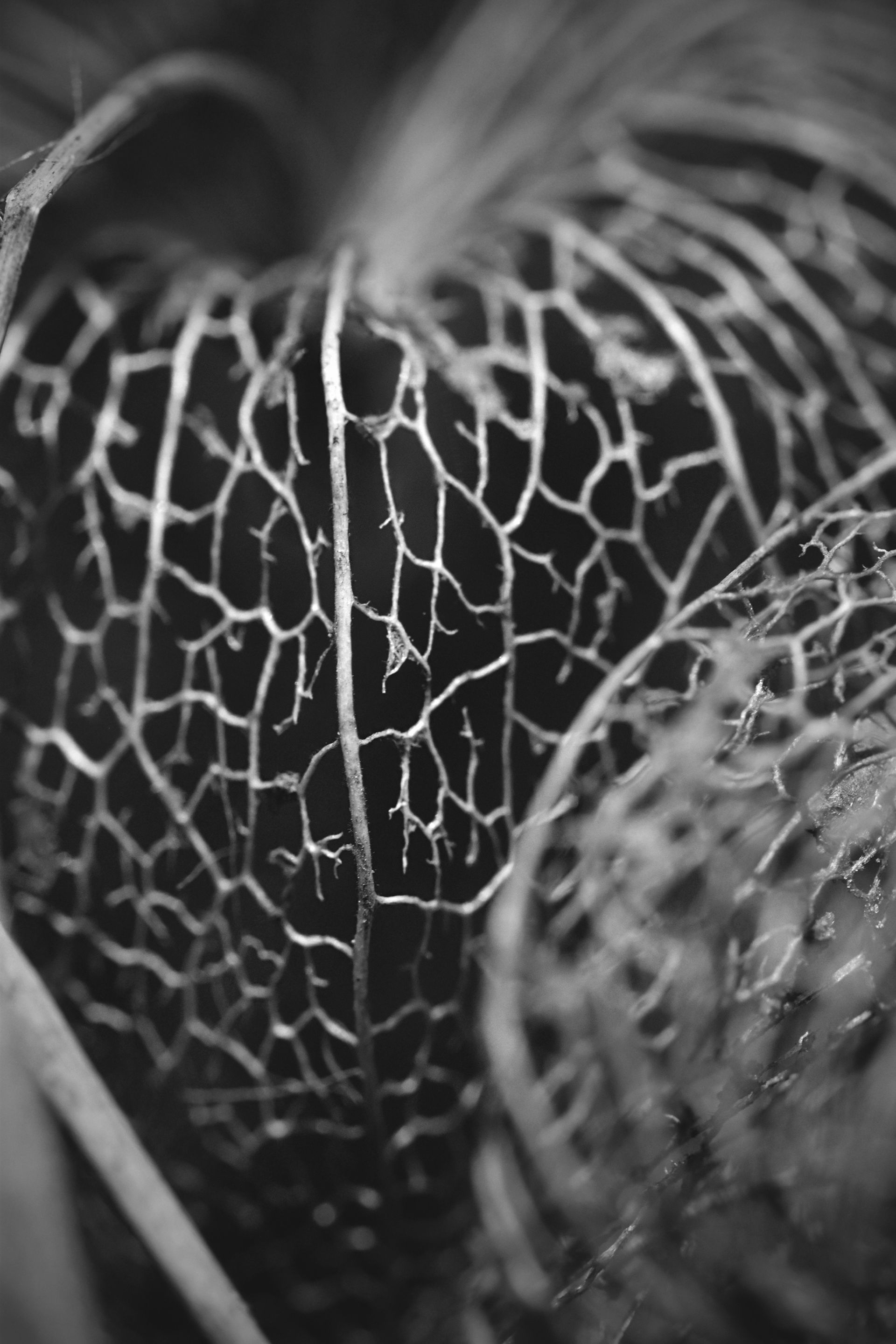 Physalis lace pl bw 9.jpg