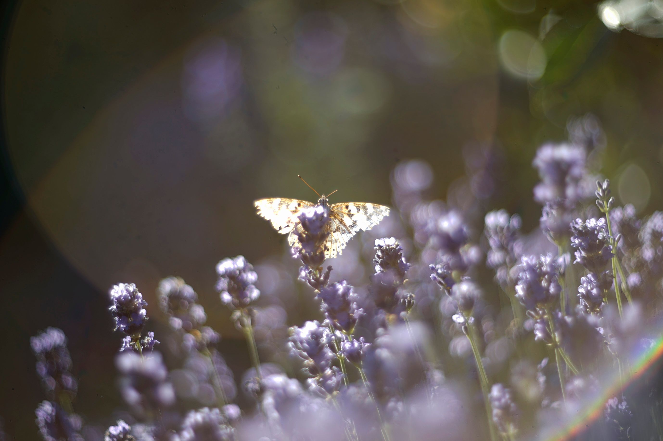 lavender butterflies garden helios 6.jpg