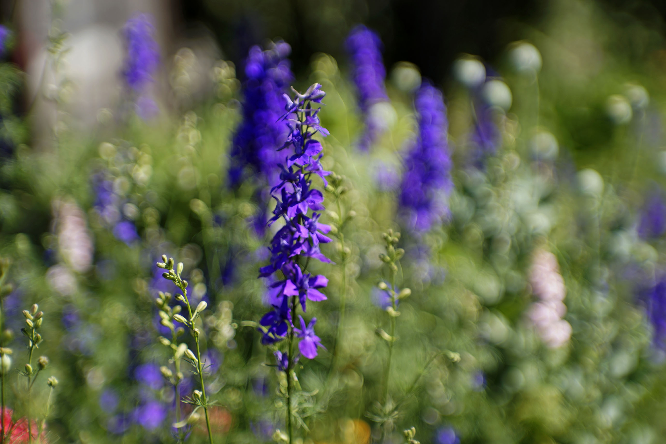 delphinium garden jupiter 1.jpg