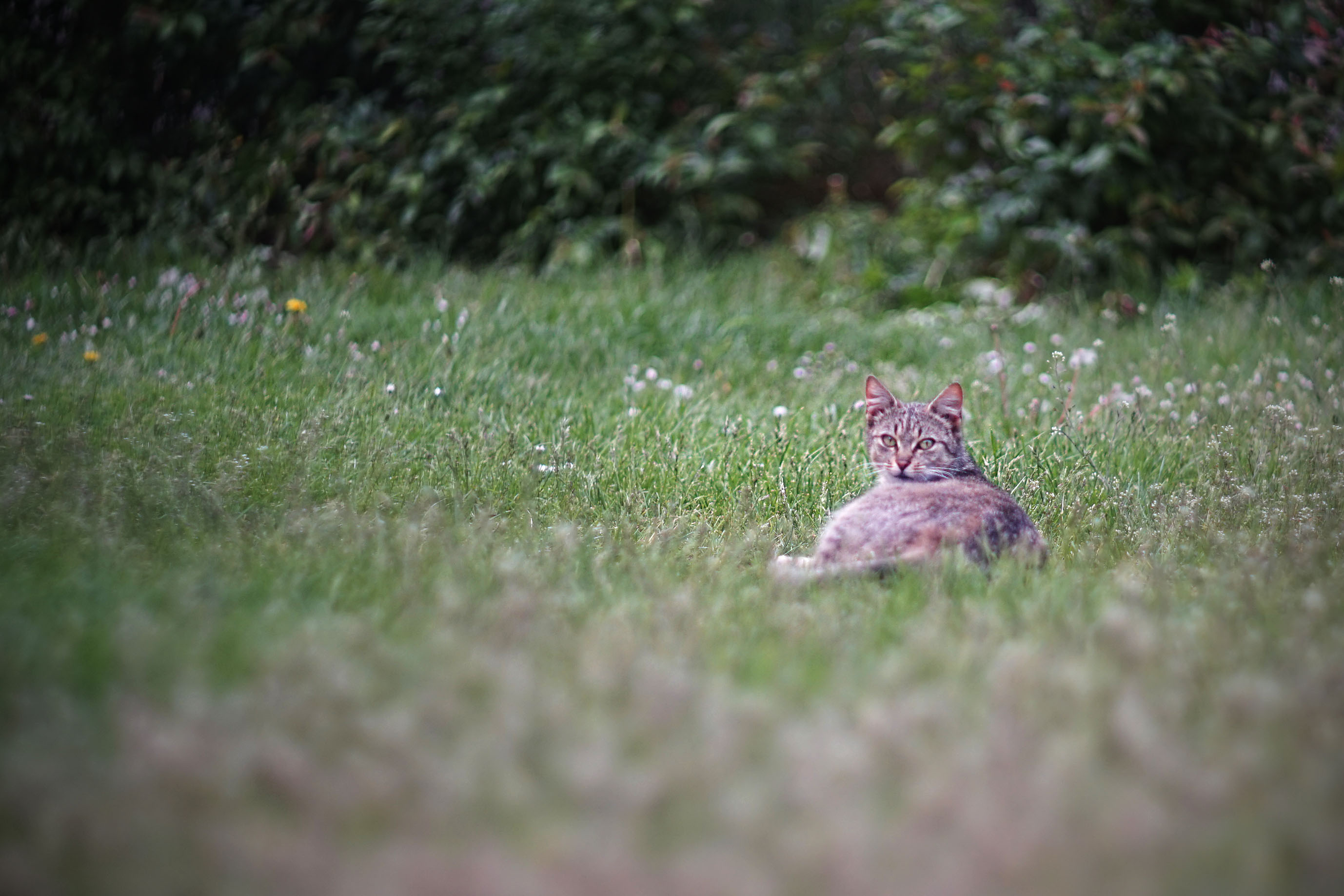 helios bokeh garden pl kitty.jpg