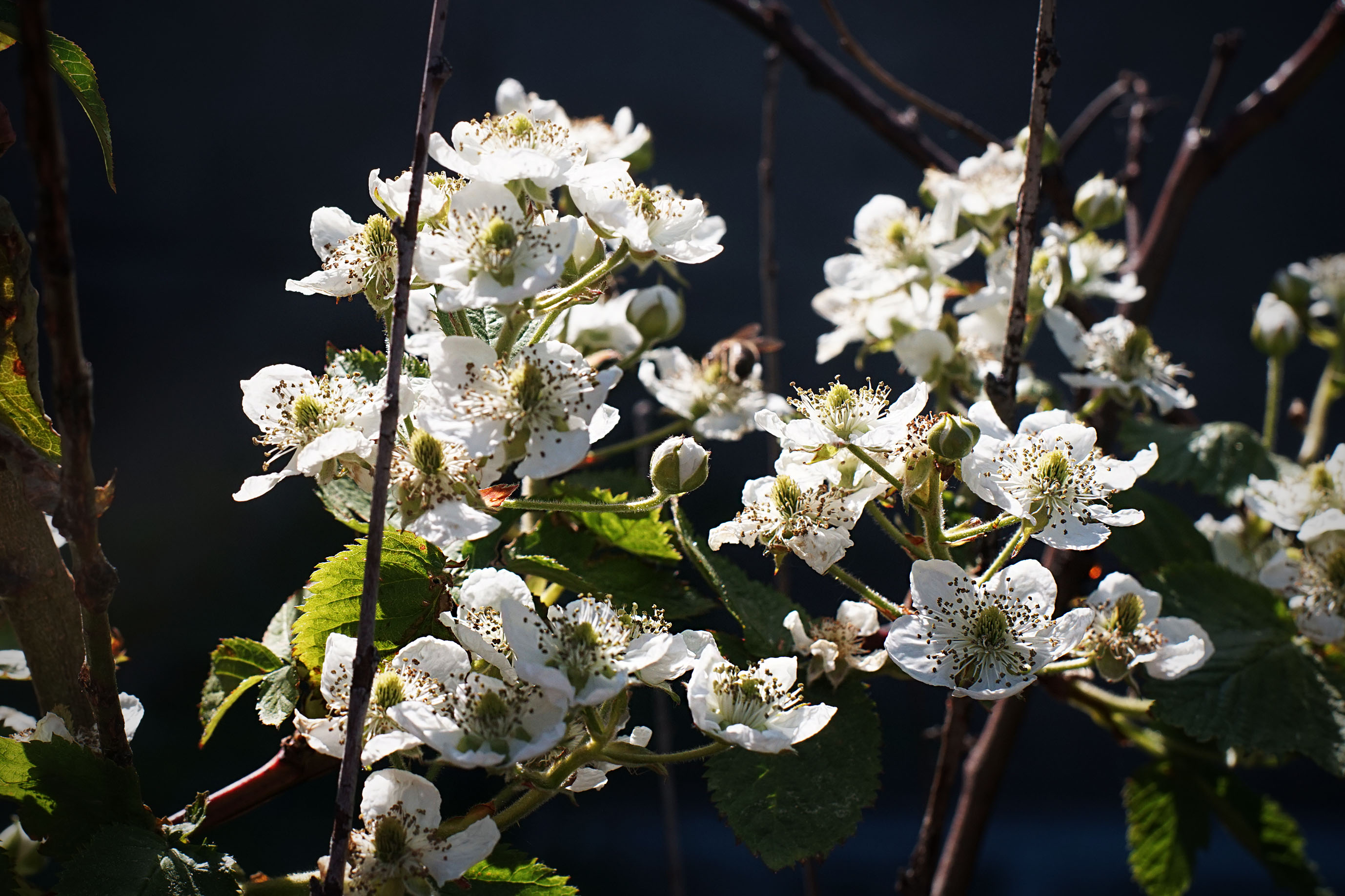 helios bokeh garden pl 7.jpg