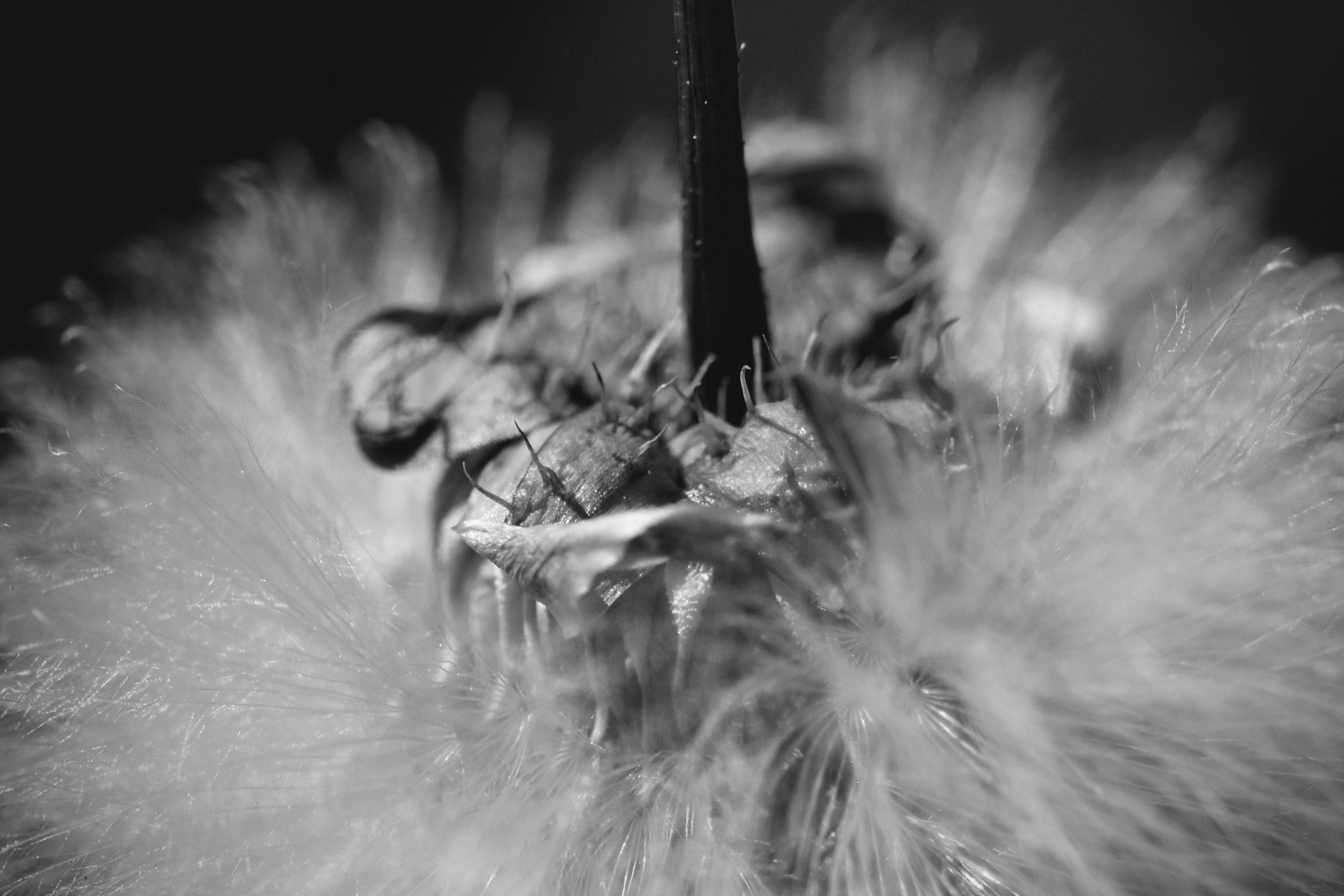 fluffy seeds bw 3.jpg