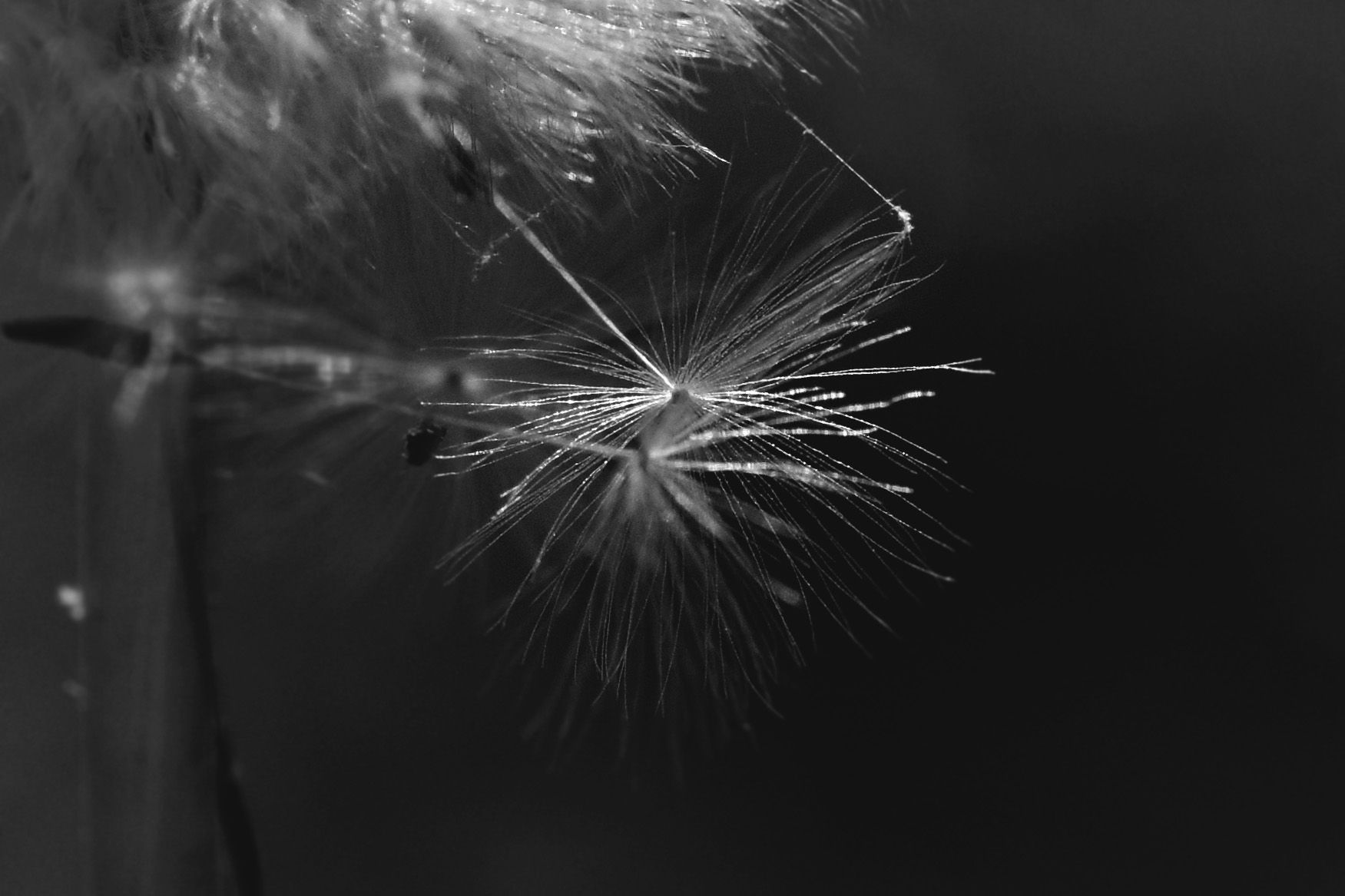 dandelion seeds macro bw 2.jpg