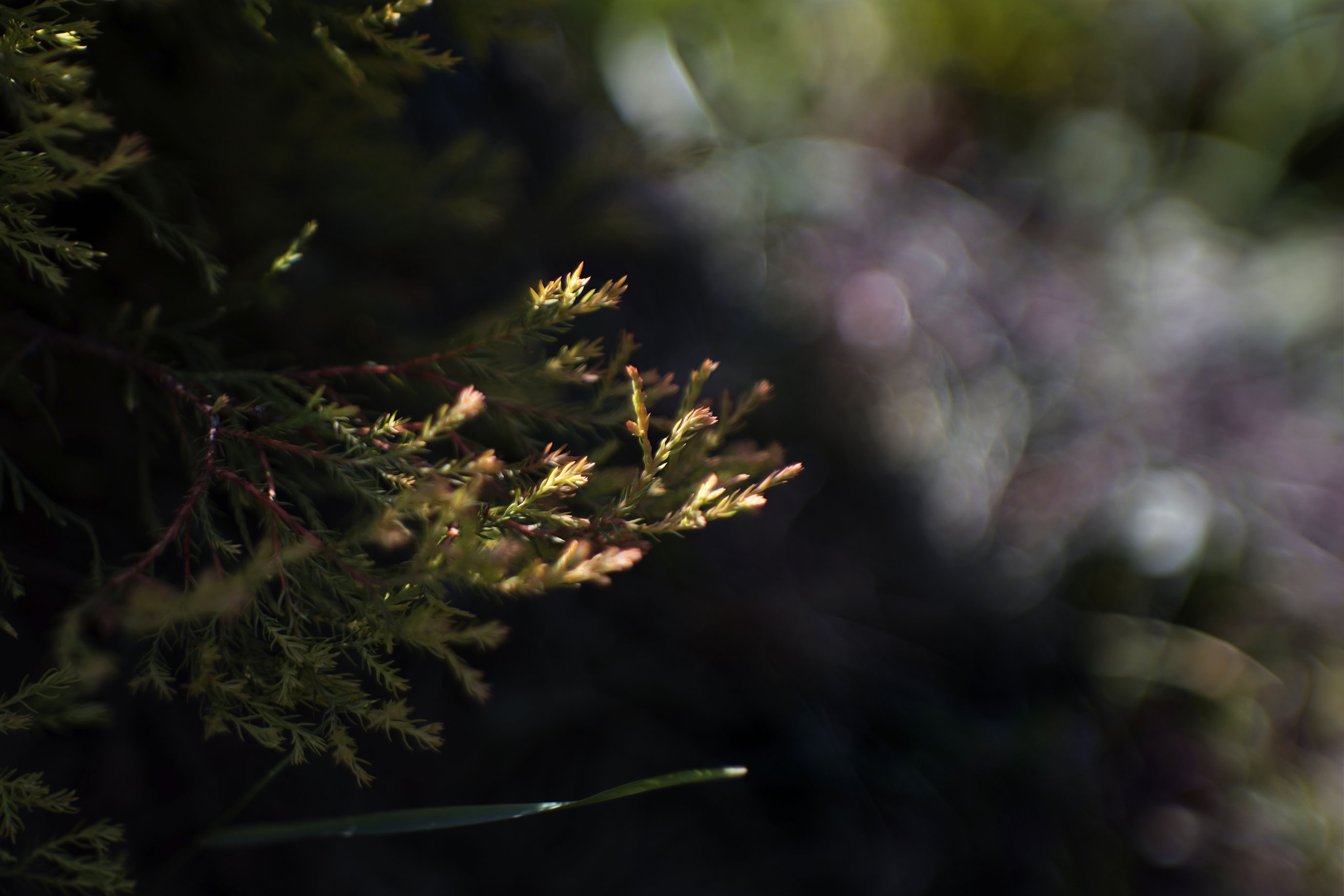 bush jupiter bokeh.jpg