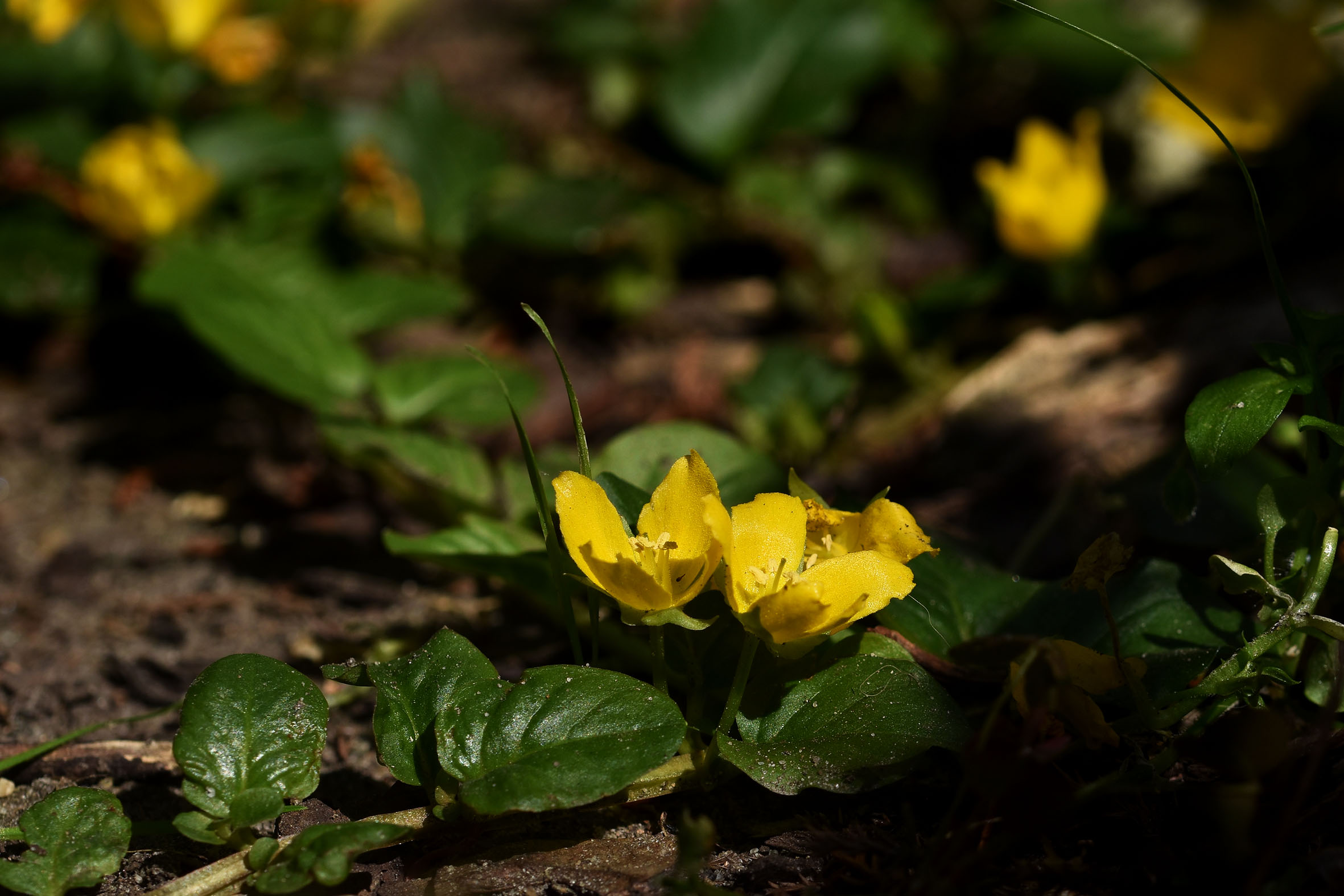 Lysimachia nummularia yellow flowers 1.jpg