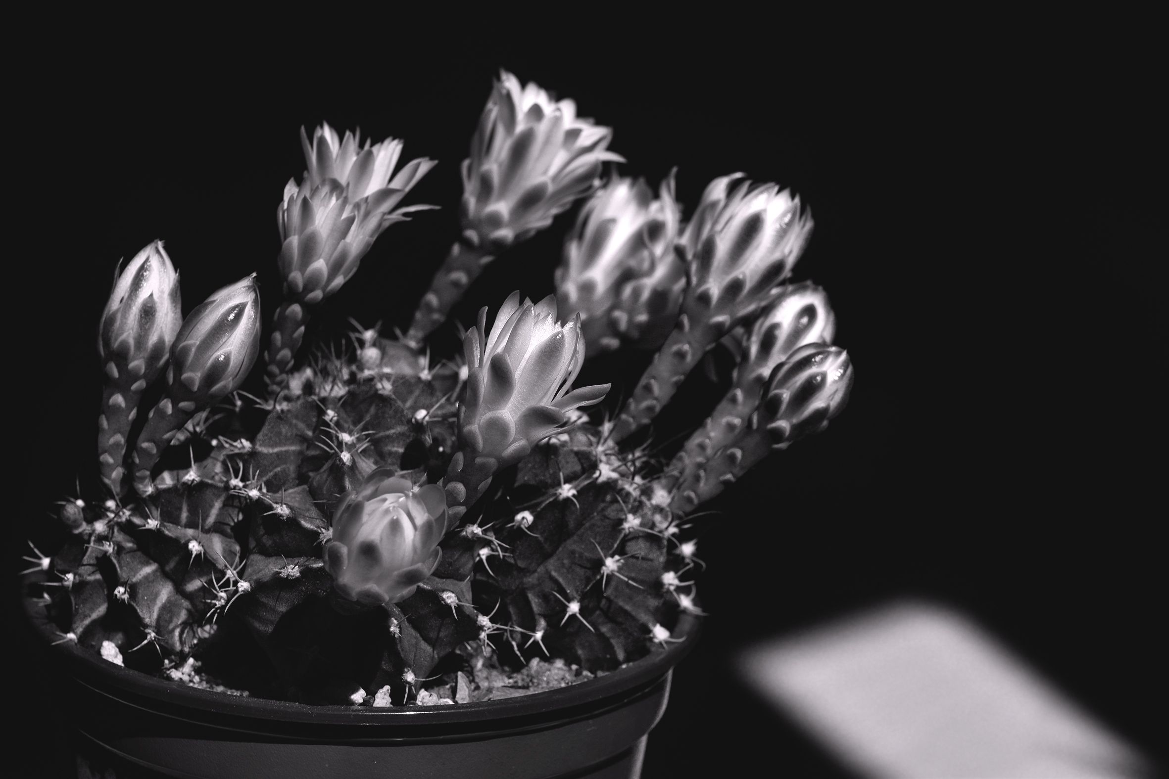 gymnocalycium mihanovichii 2021 bw 4.jpg
