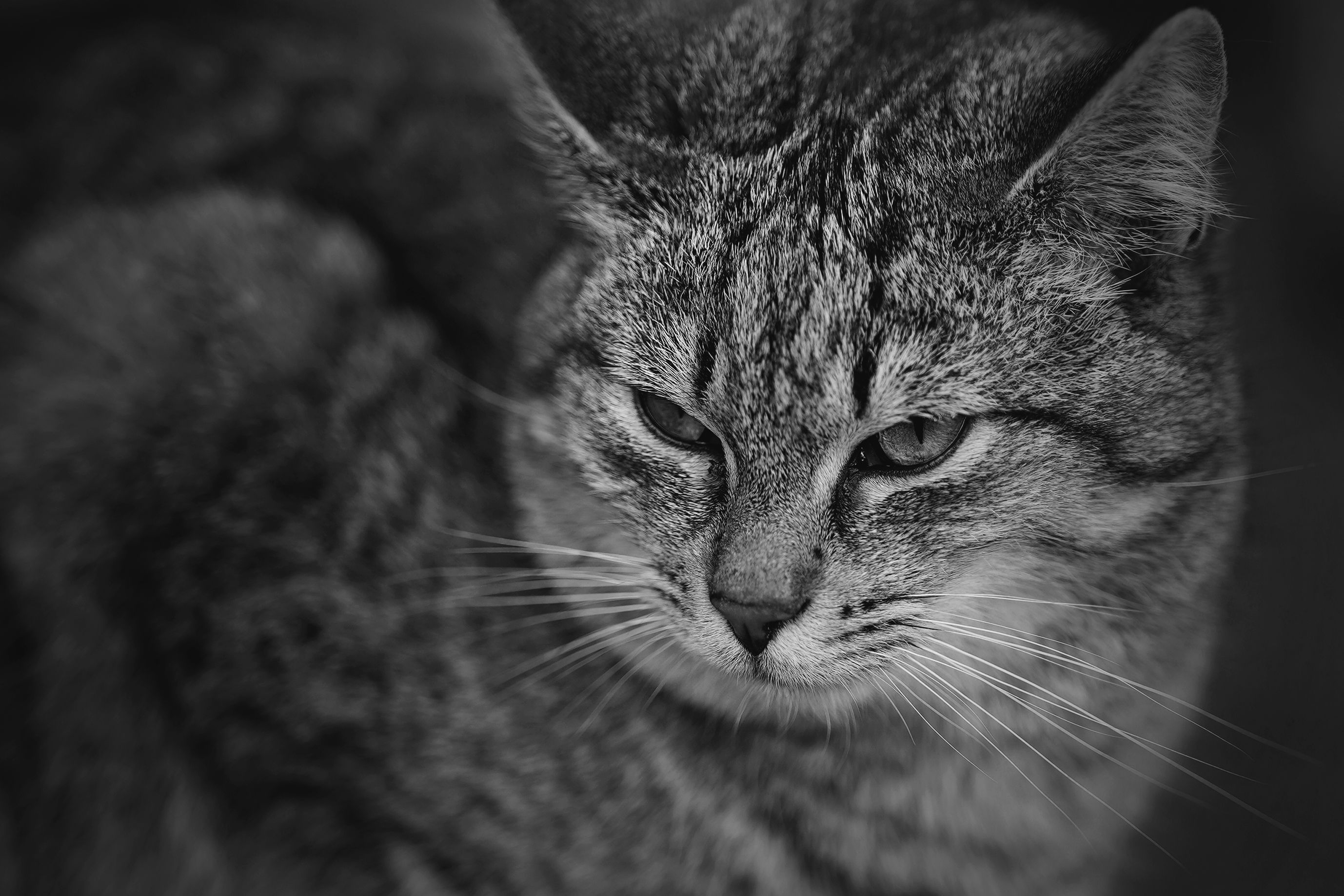 kitty Samyang bw 1.jpg