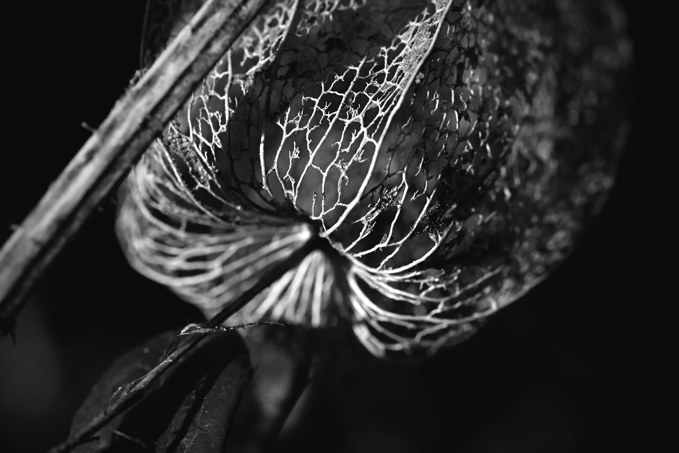 Physalis lace pl bw 5.jpg