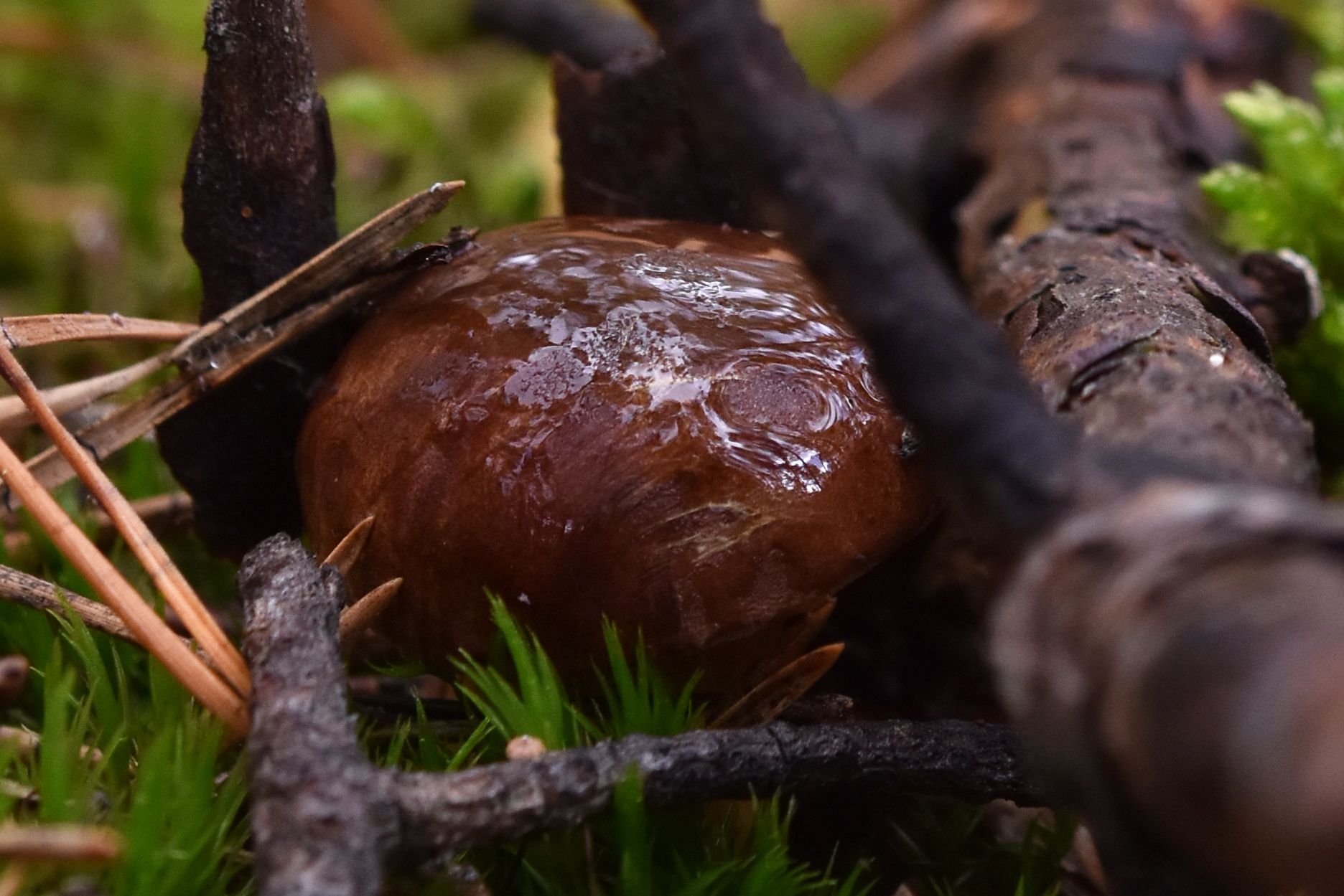 small orange mushrooms + boletus  2.jpg