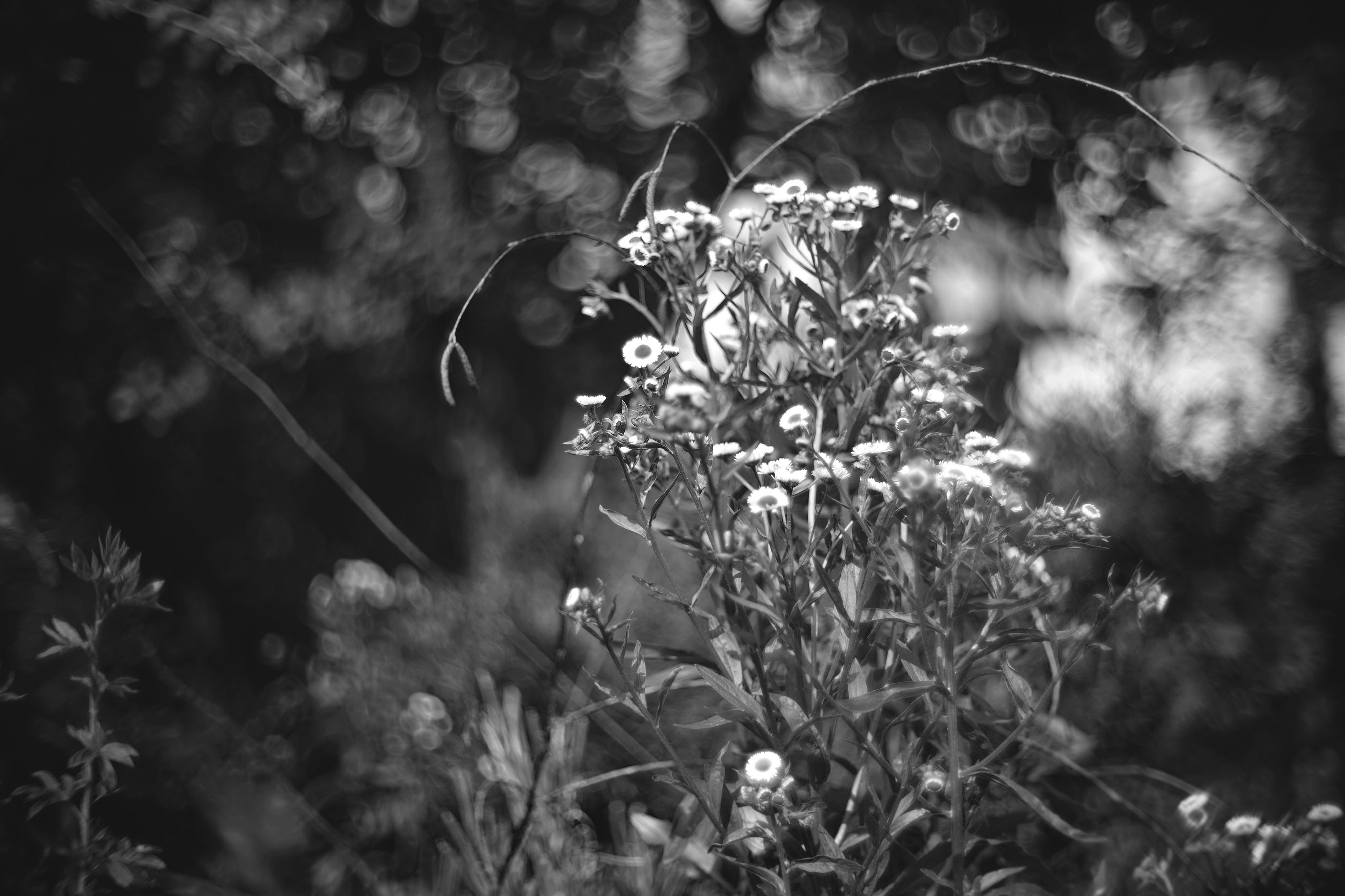 weeds garden pl biotar bw.jpg