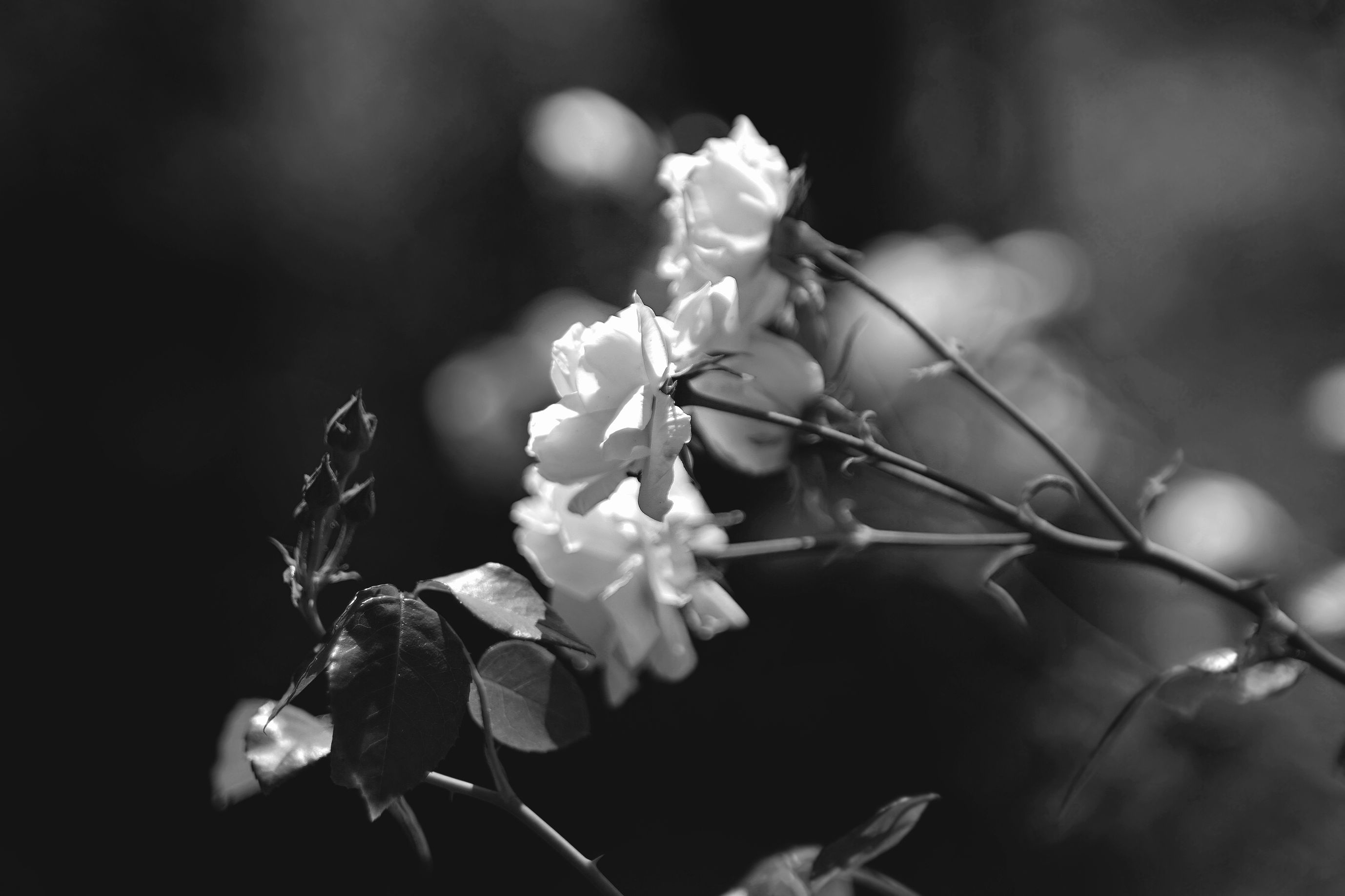 roses bokeh jupier 9 bw 1.jpg