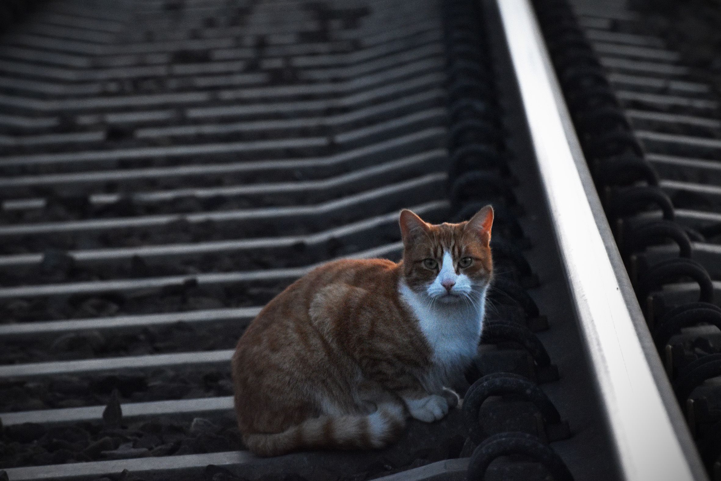 ginger cat tracks 1.jpg