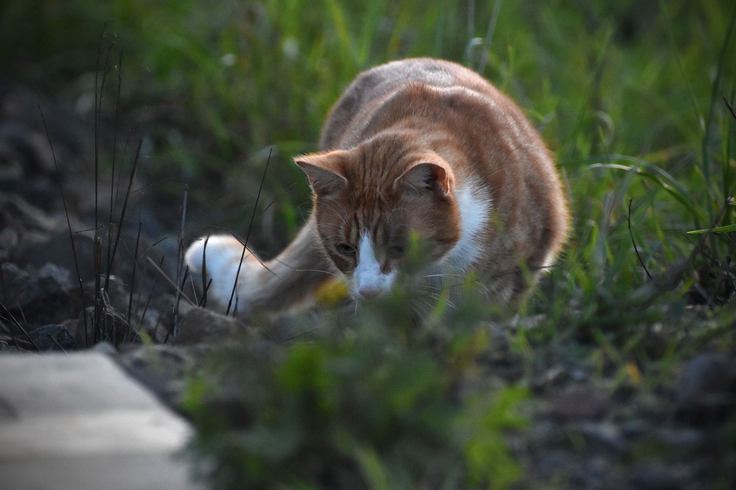 ginger cat tracks 5.jpg