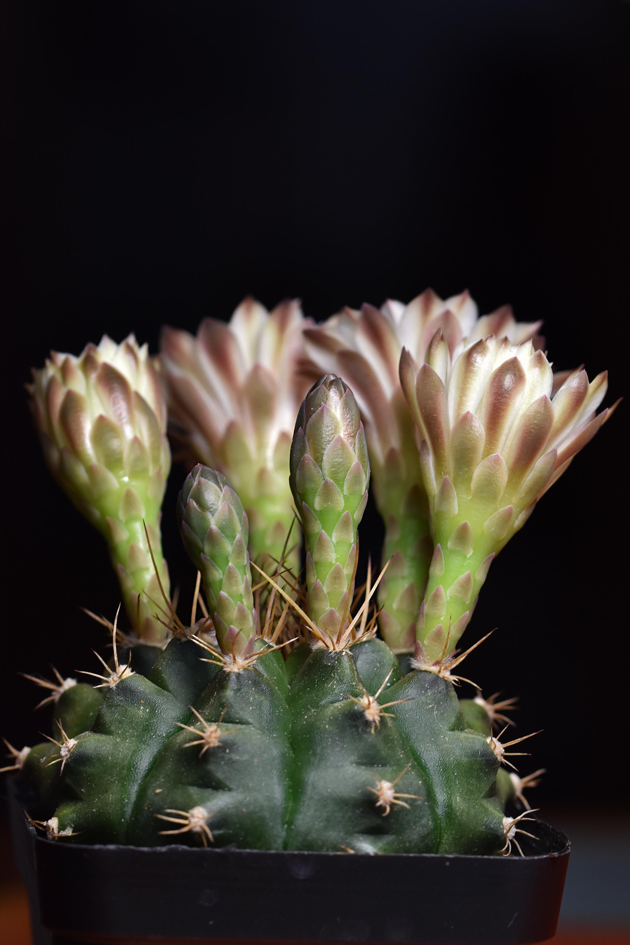Gymnocalycium white flower 2025 4.jpg