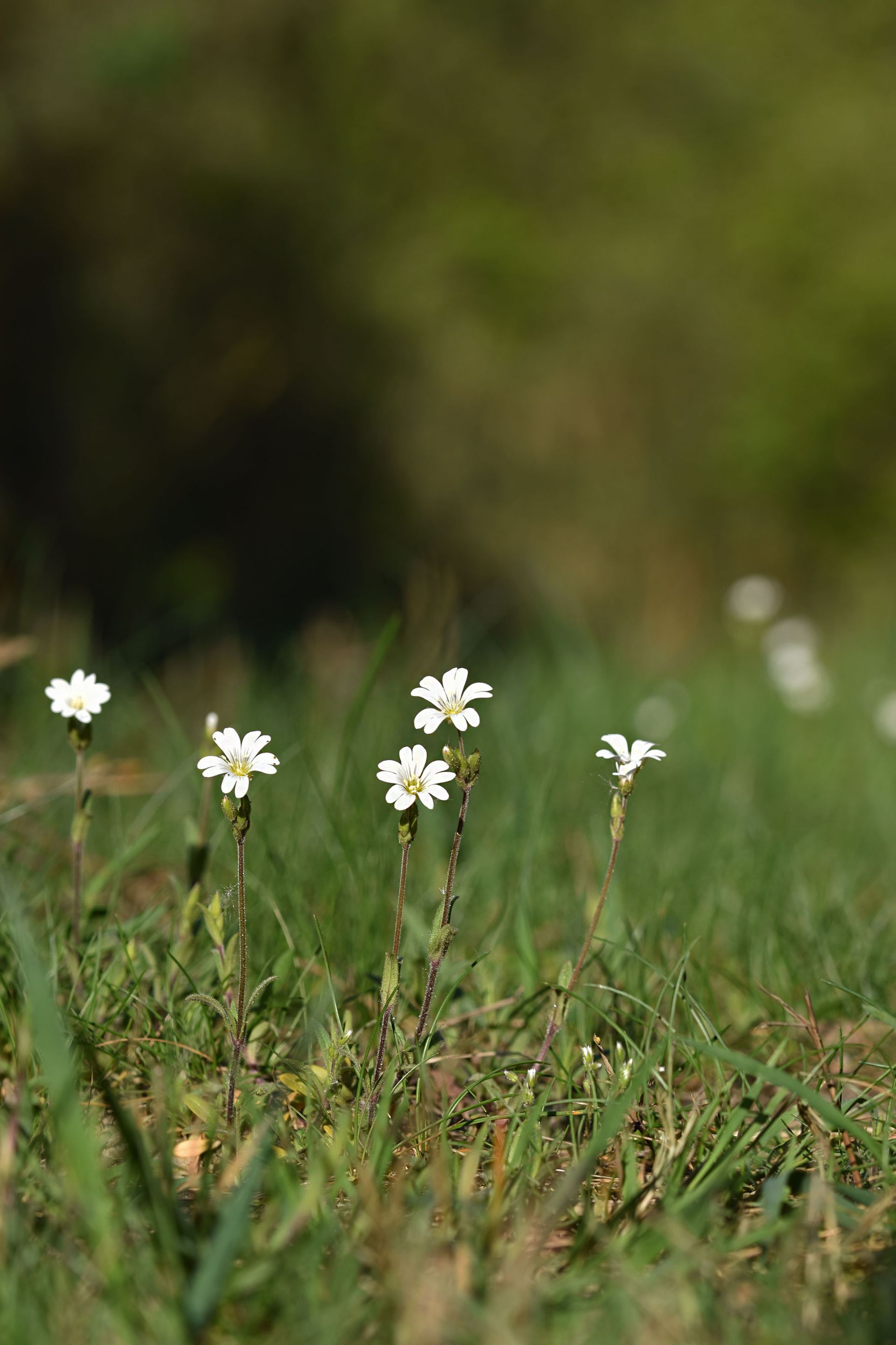 forest spring 8.jpg