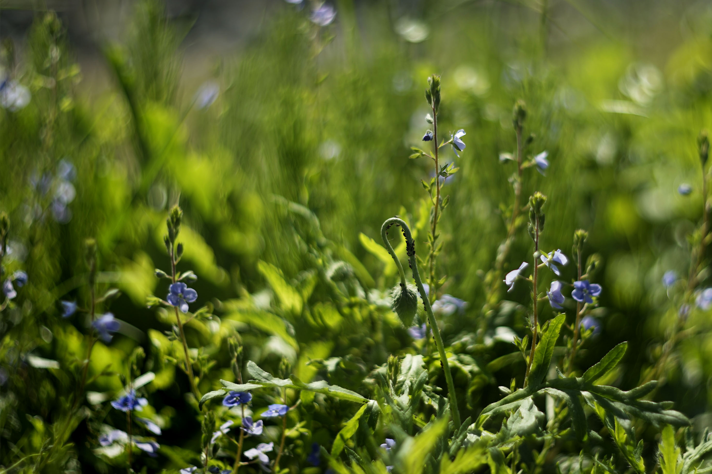 wildflowers lawn helios 6.jpg