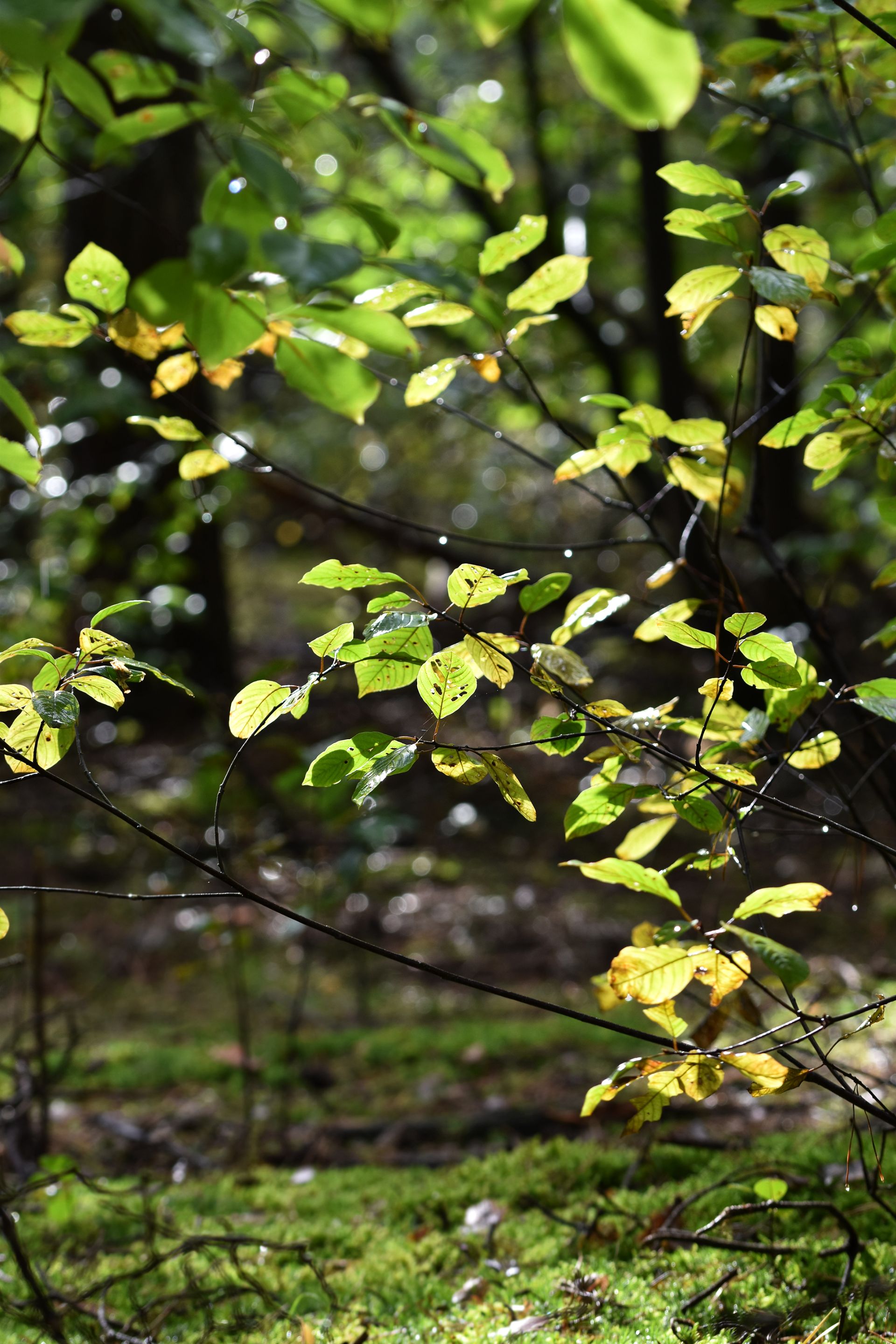 forest bokeh rain pl 1.jpg