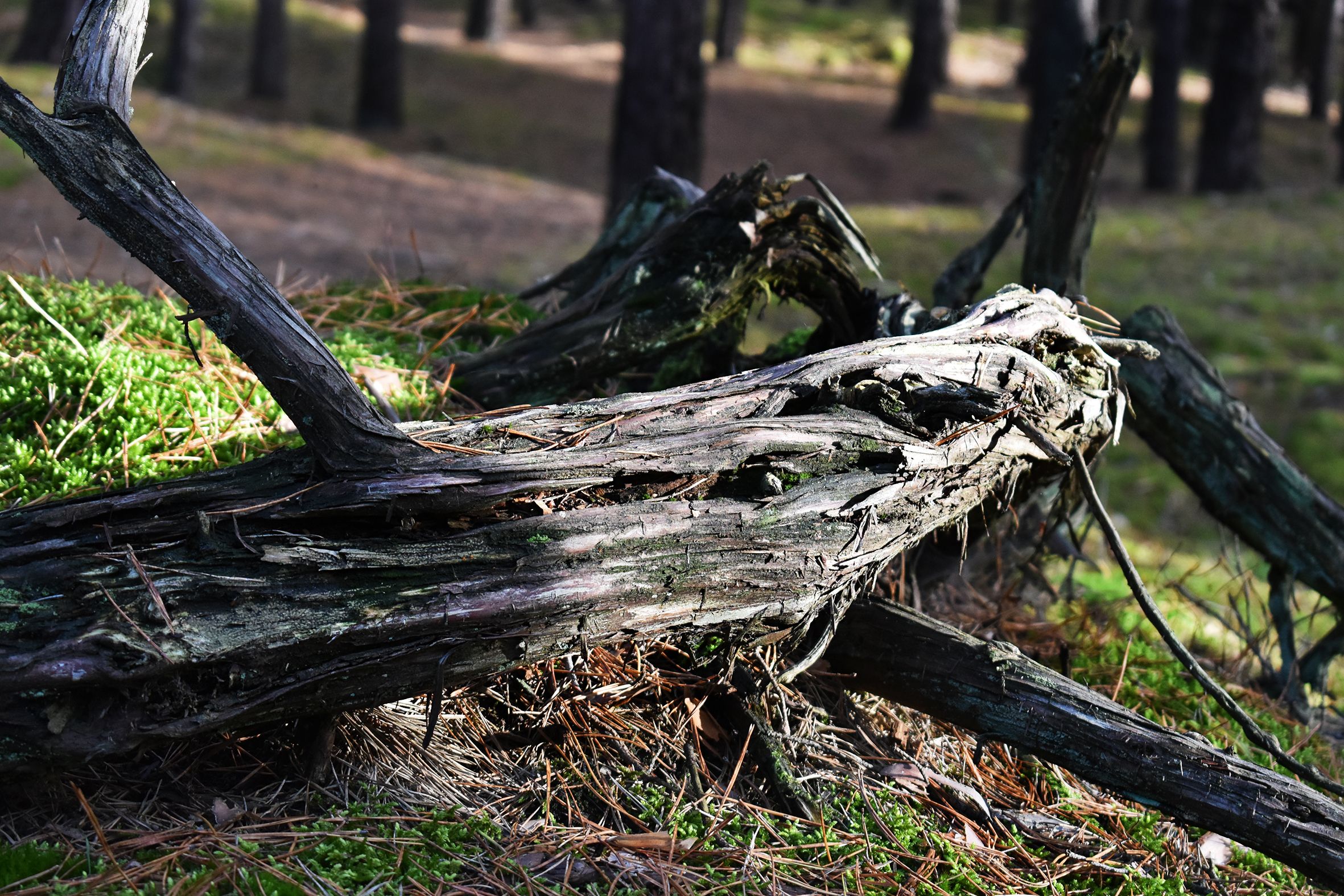 dead wood forest pl 3.jpg