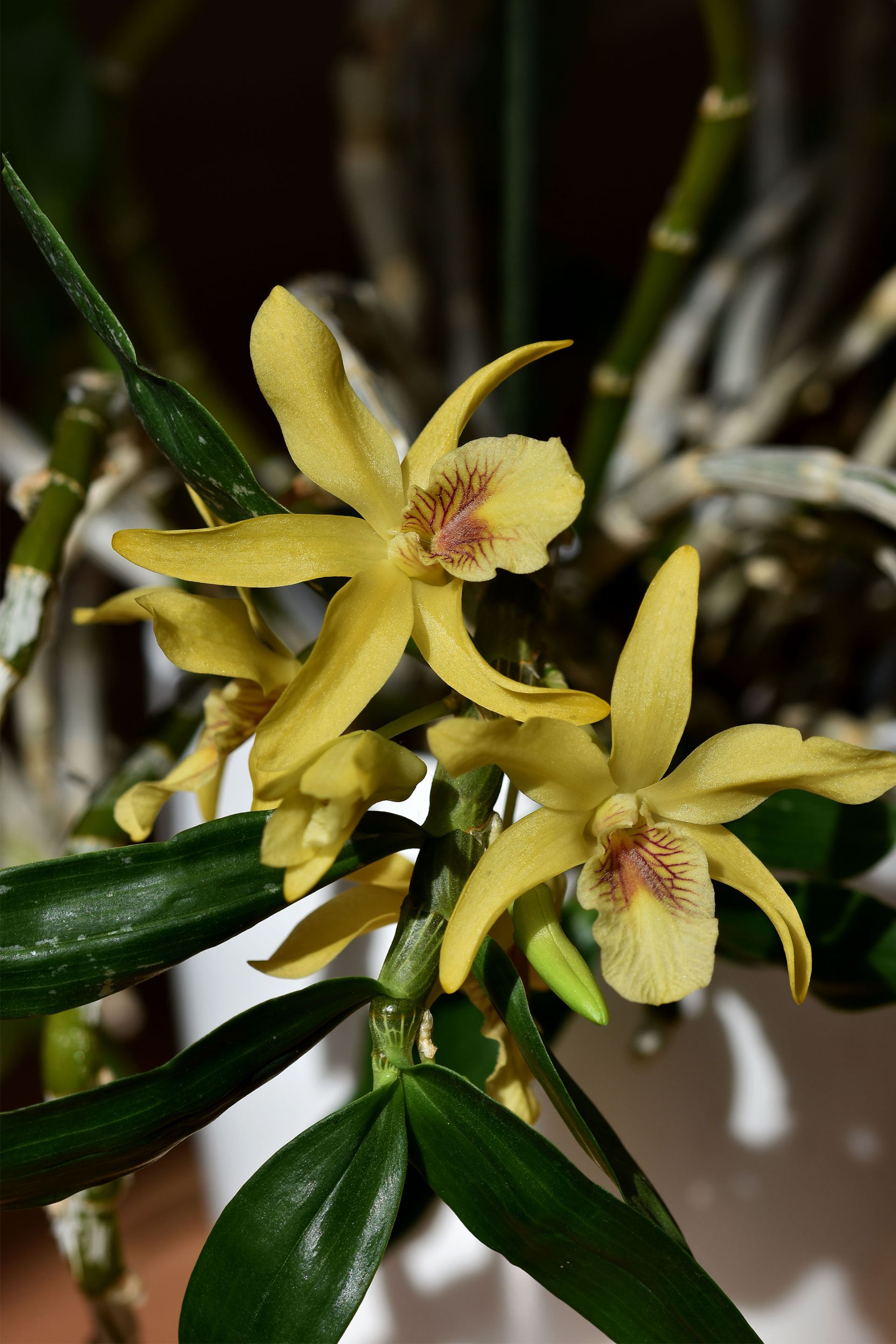 Dendrobium stardust chiyomi 2023 1.jpg