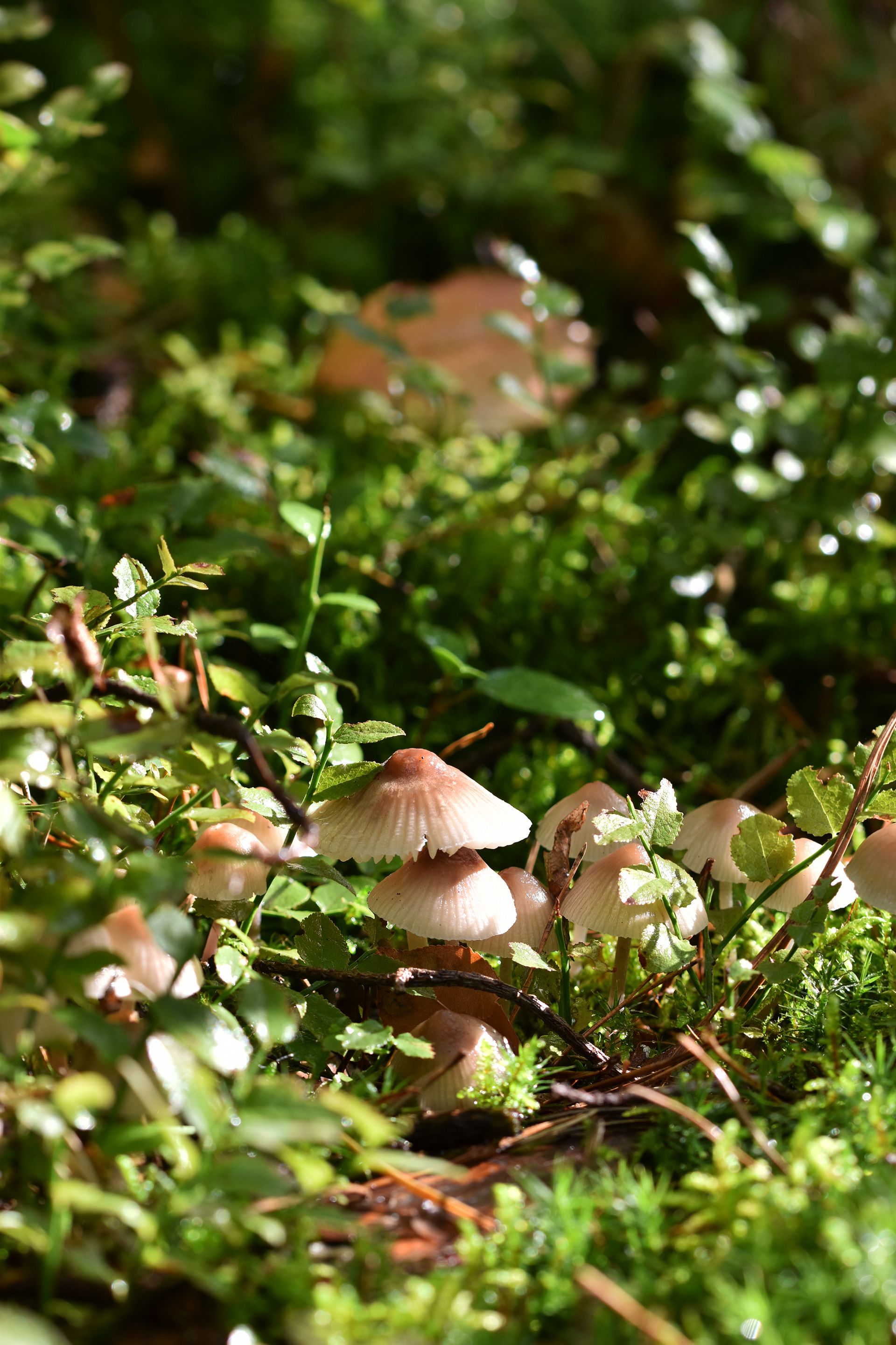 forest bokeh rain pl 2.jpg