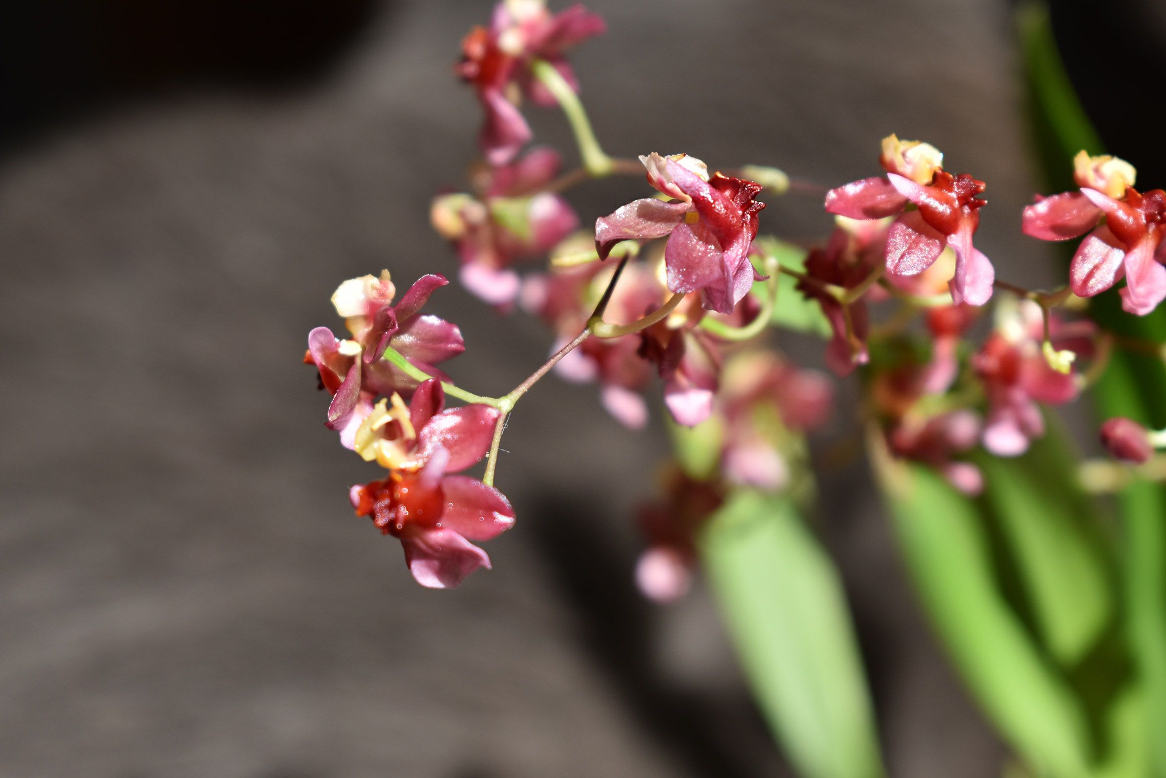 Oncidium Twinkle 1.jpg