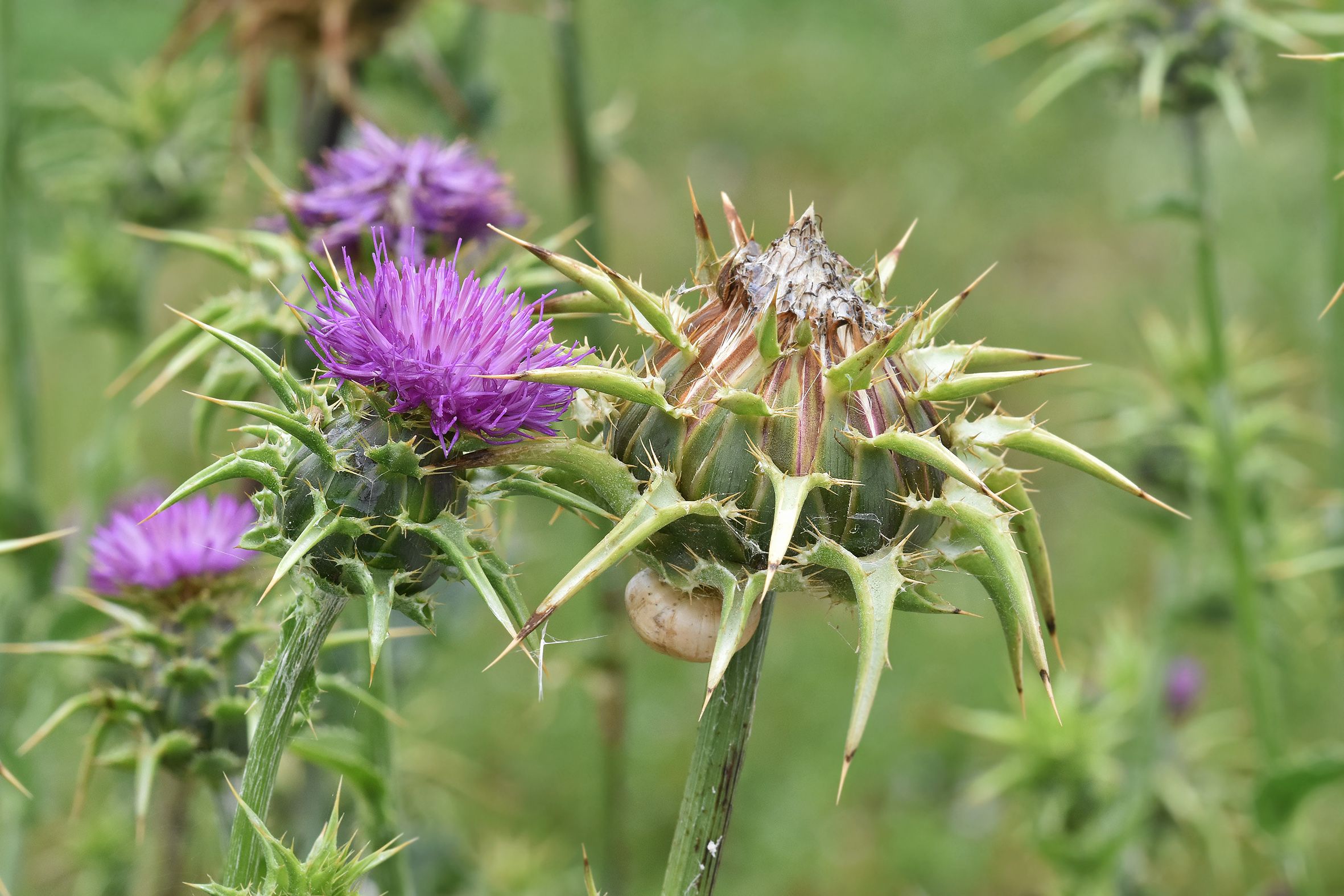 Silybum marianum milk thistle purple 3.jpg