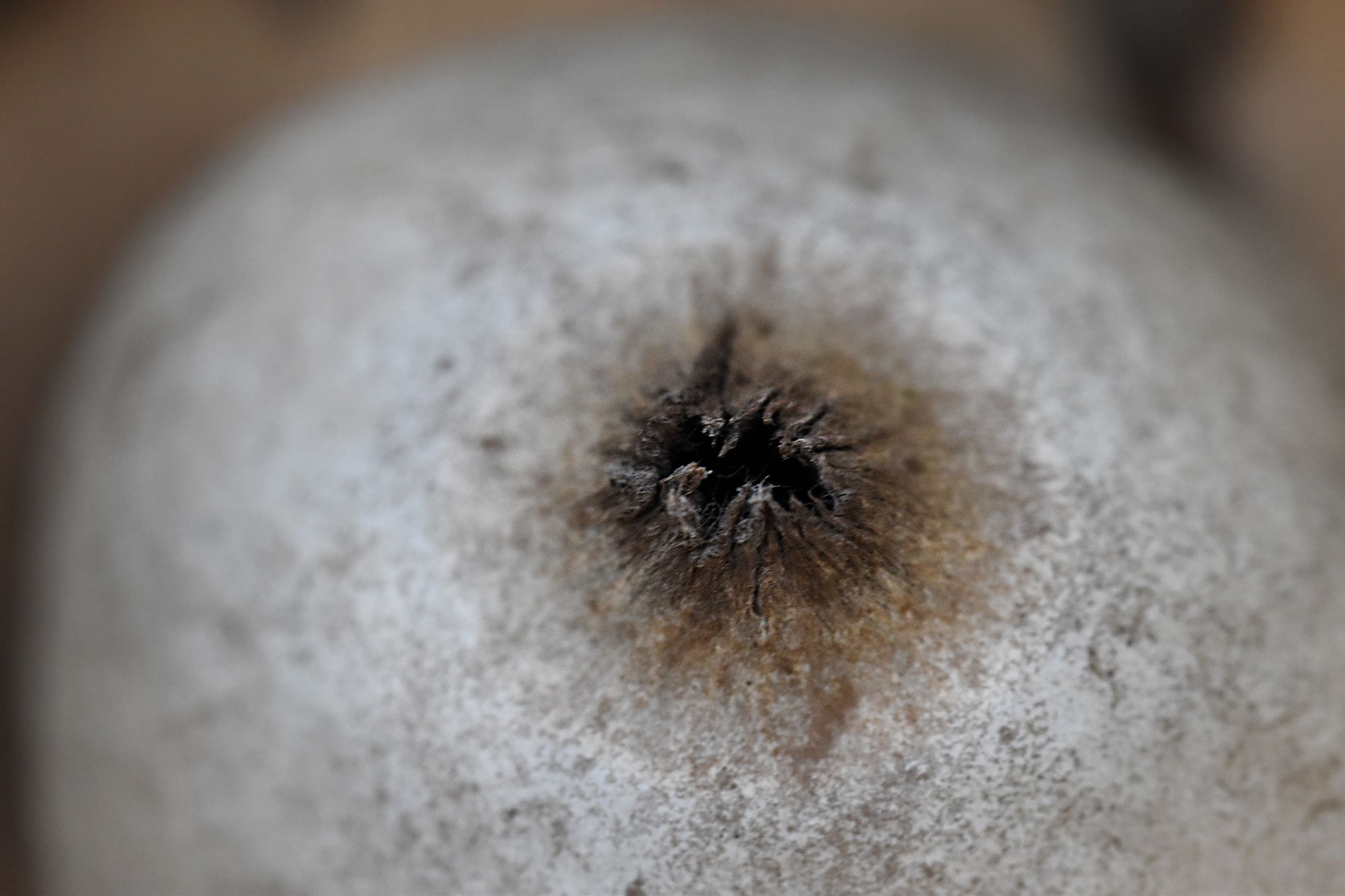 geastrum earthstar mushroom pl 2.jpg