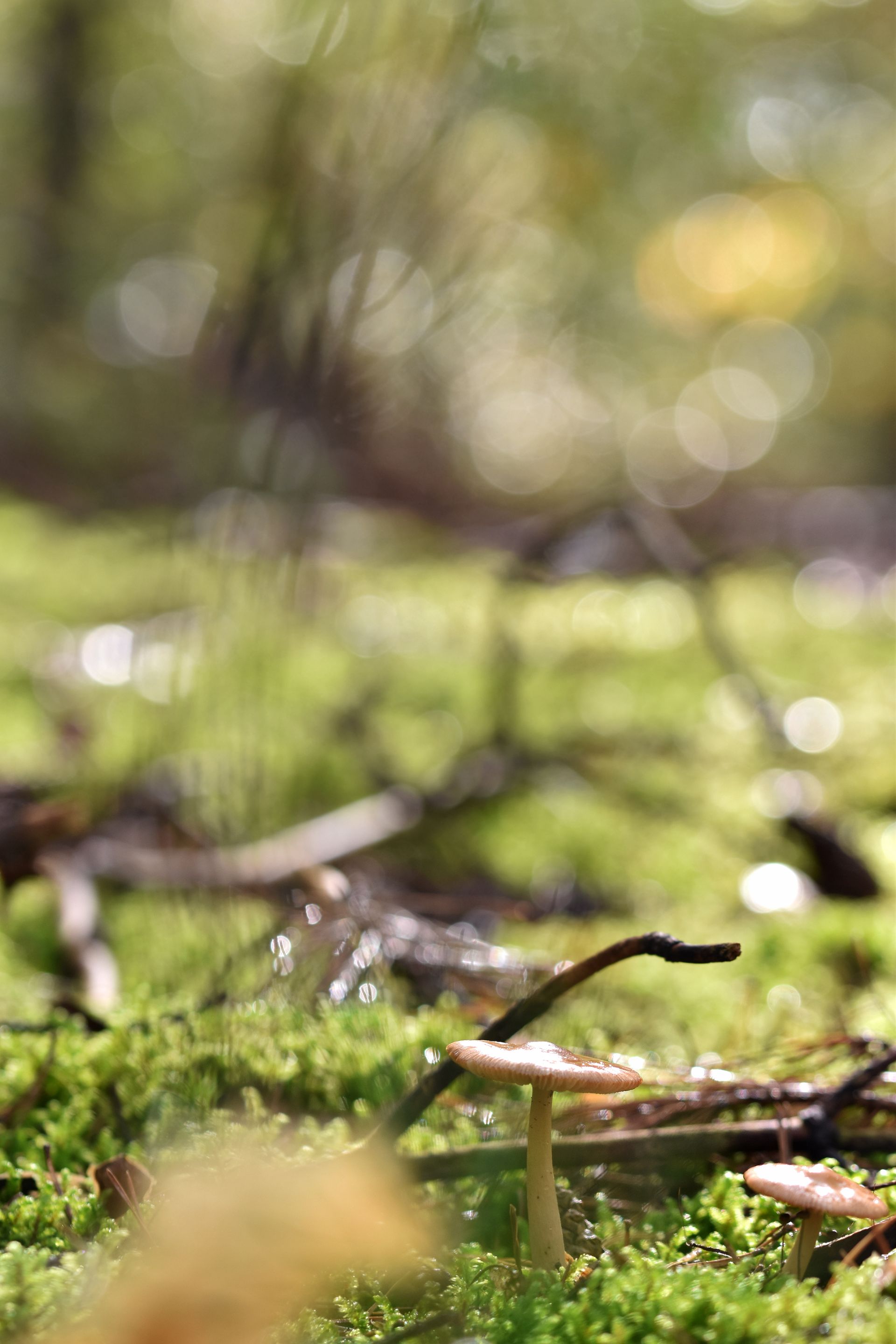 forest bokeh rain pl 7.jpg