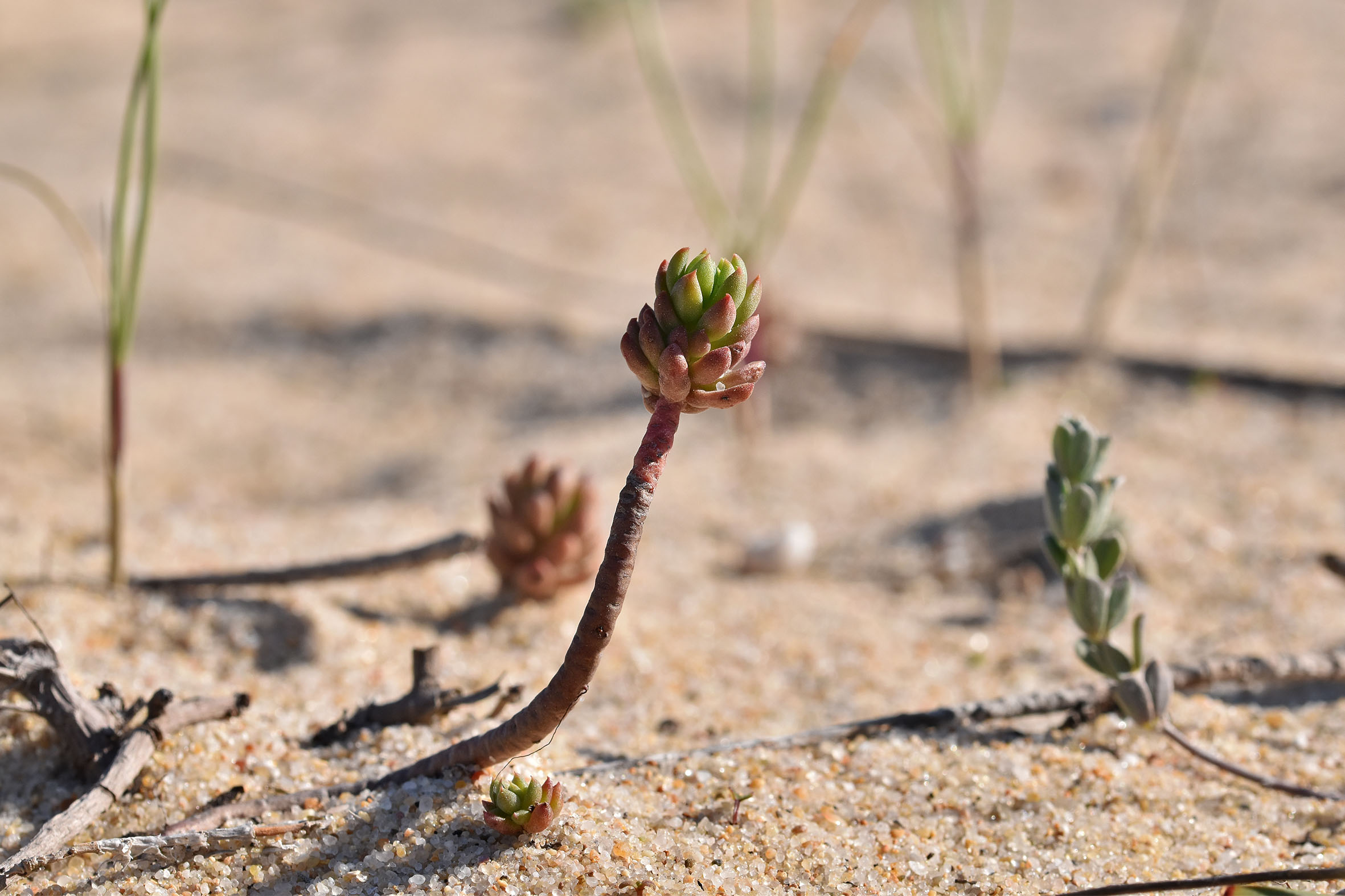 beach plant 6.jpg
