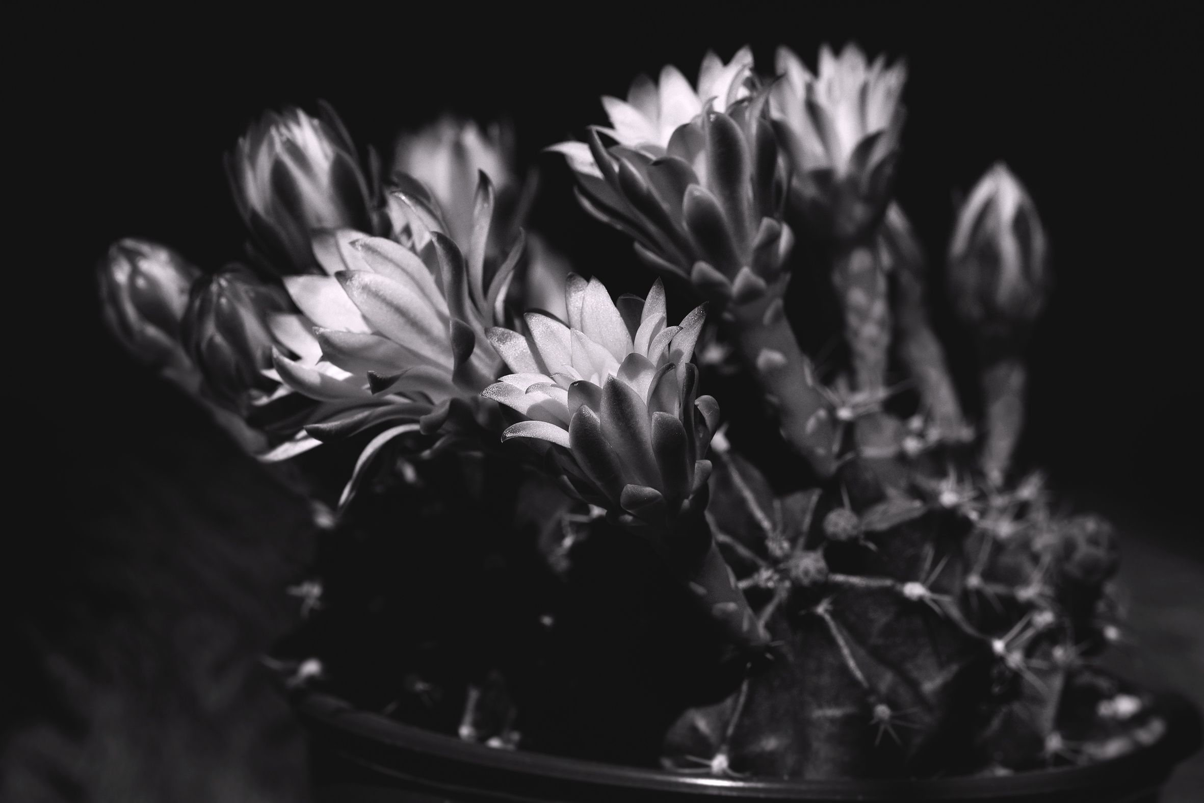 gymnocalycium mihanovichii 2021 bw 2.jpg