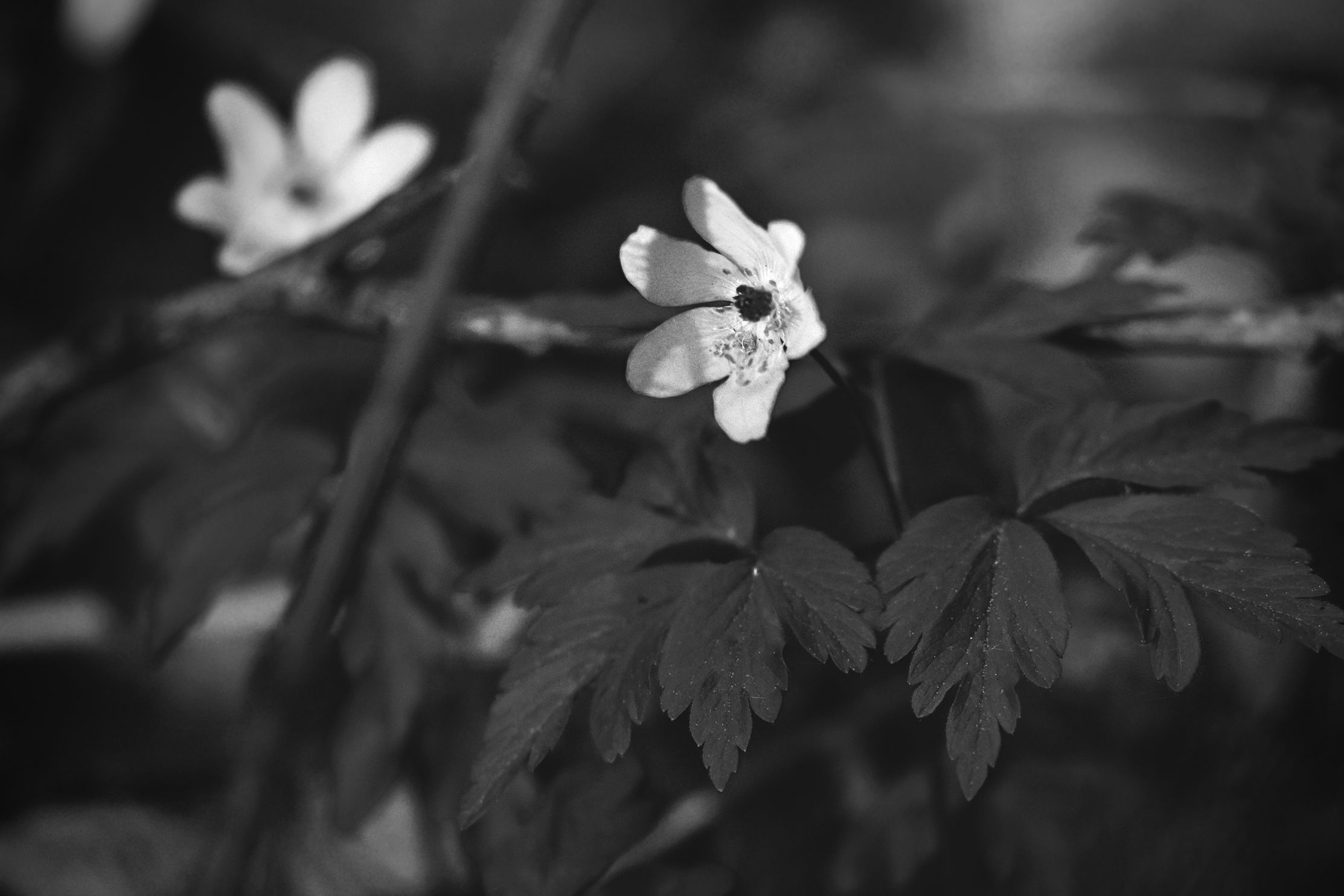 wood anemone pl bw 4.jpg