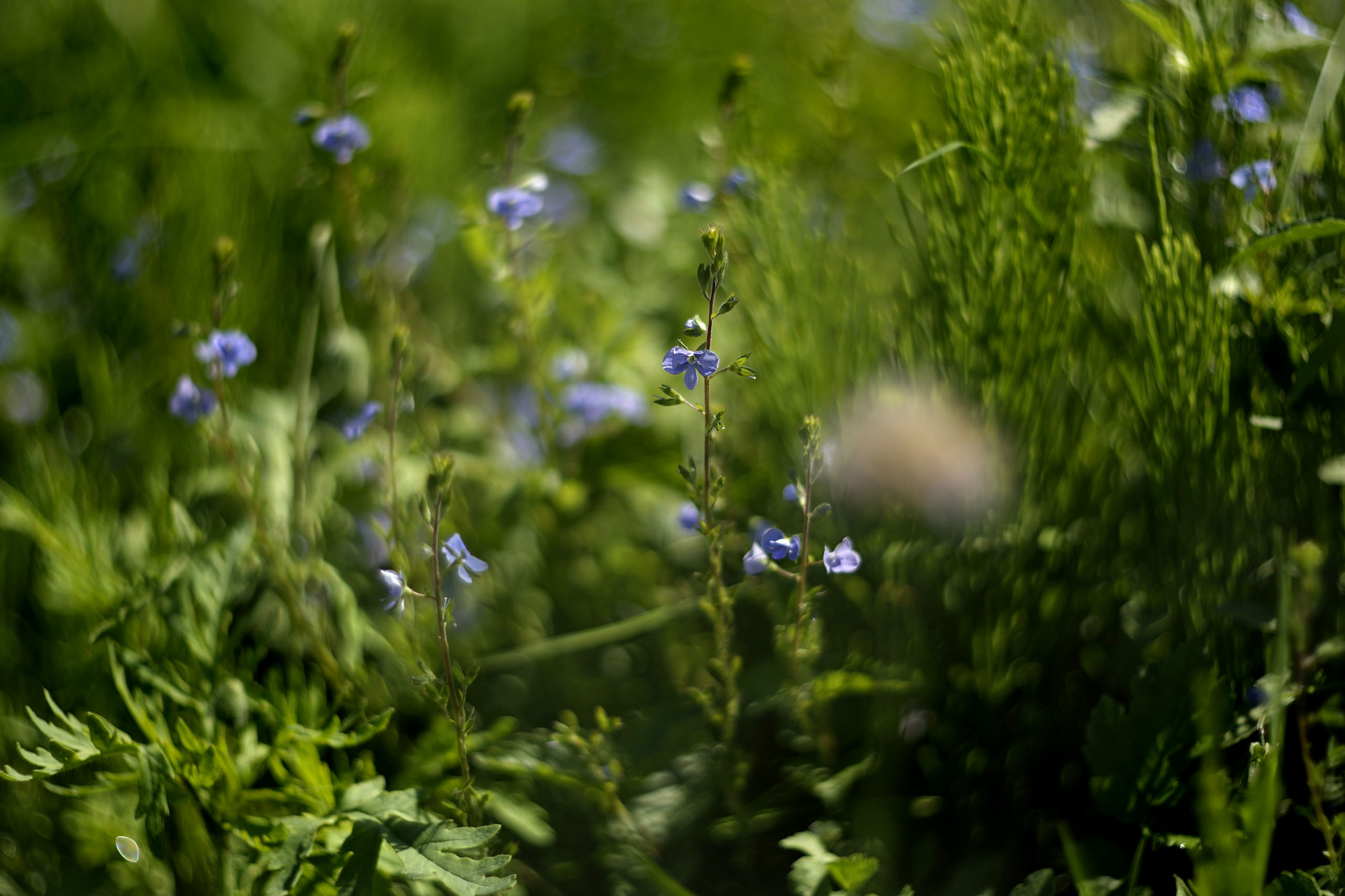 wildflowers lawn helios 5.jpg
