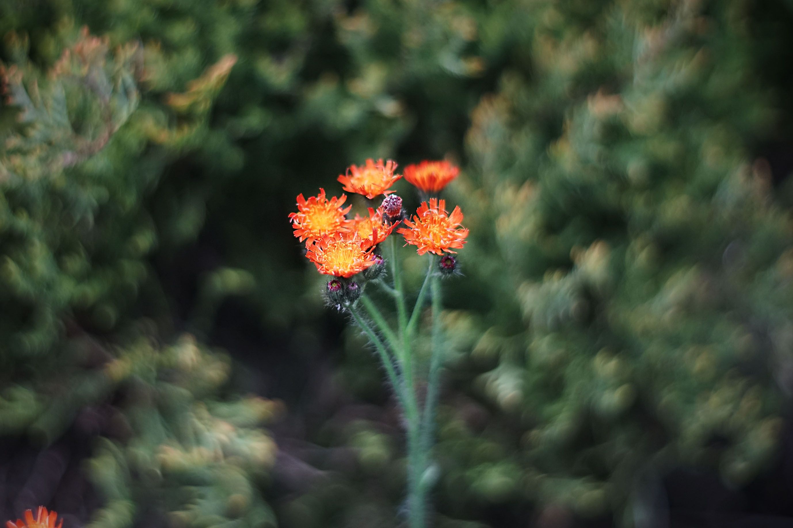 helios bokeh garden pl 5.jpg