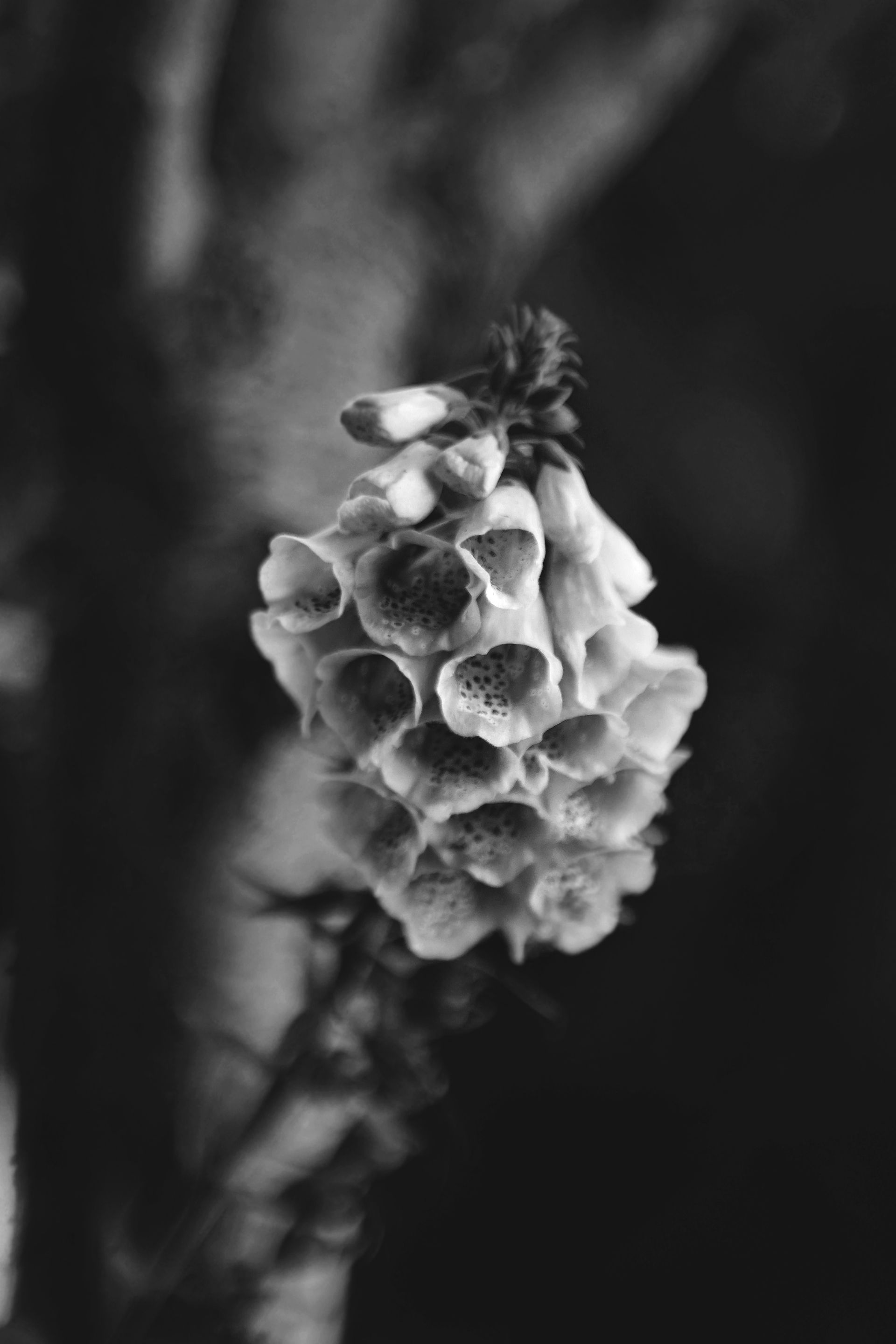 garden bokeh jupier 9 bw.jpg