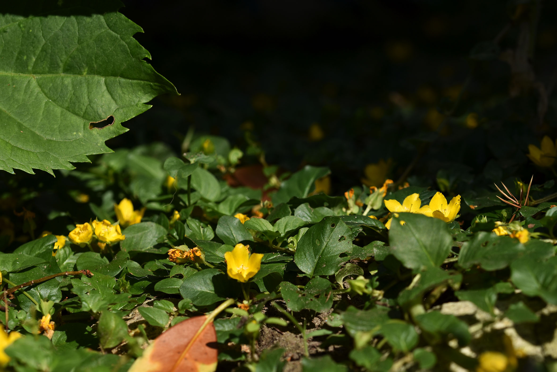 Lysimachia nummularia yellow flowers 2.jpg