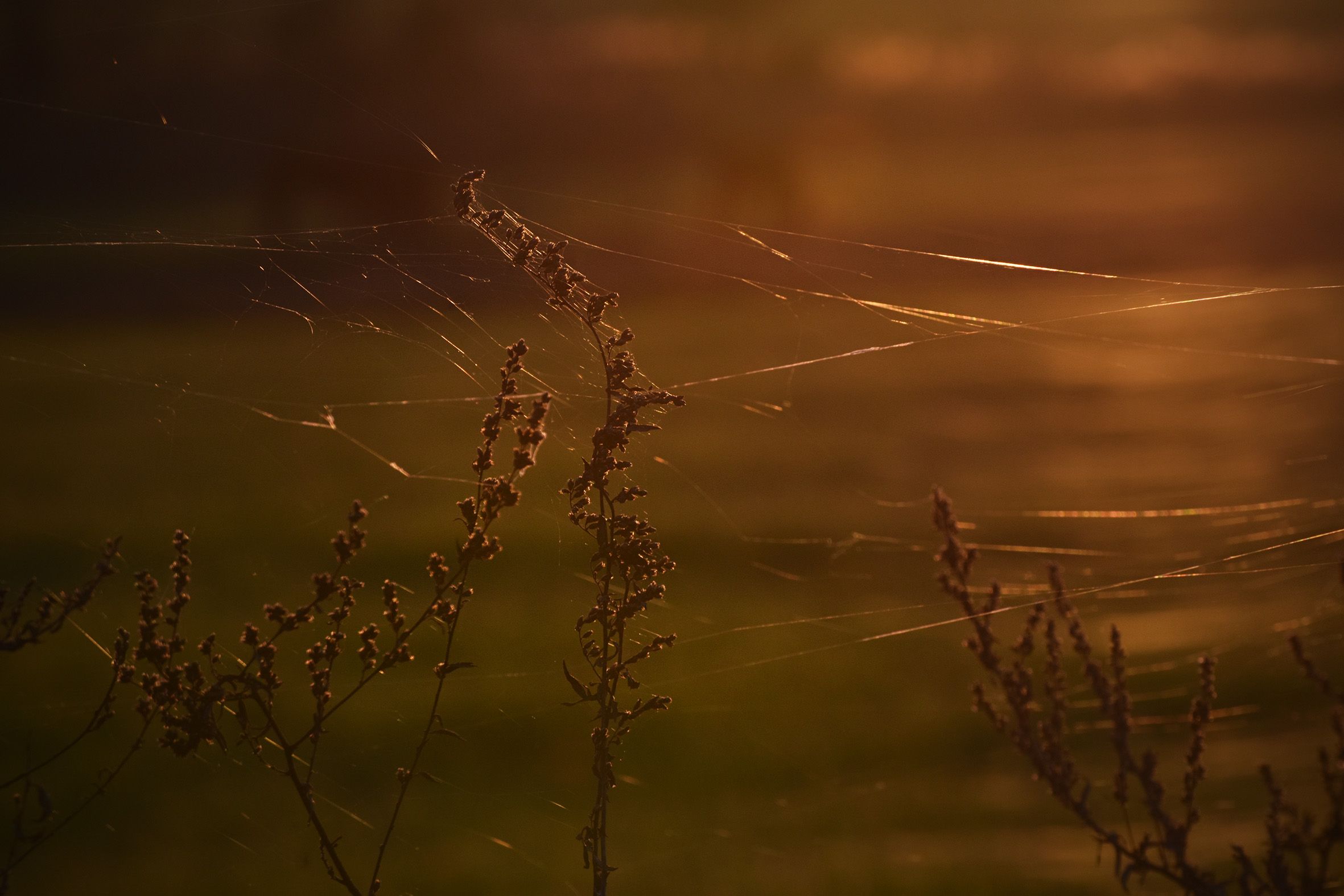 sunset autumn webs 6.jpg
