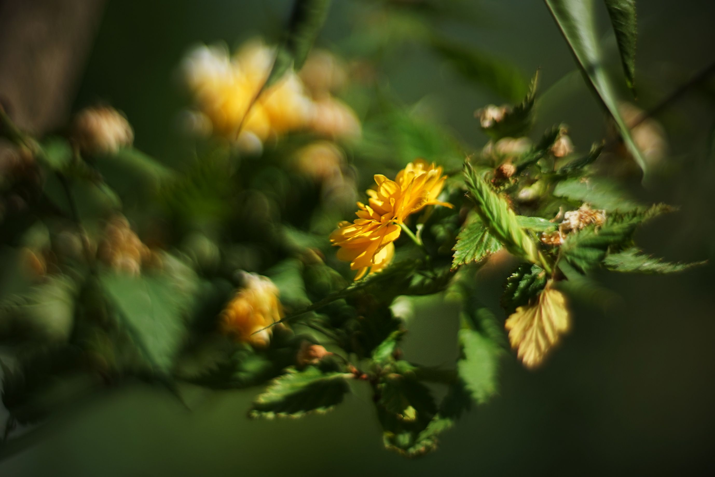 helios bokeh garden pl 4.jpg