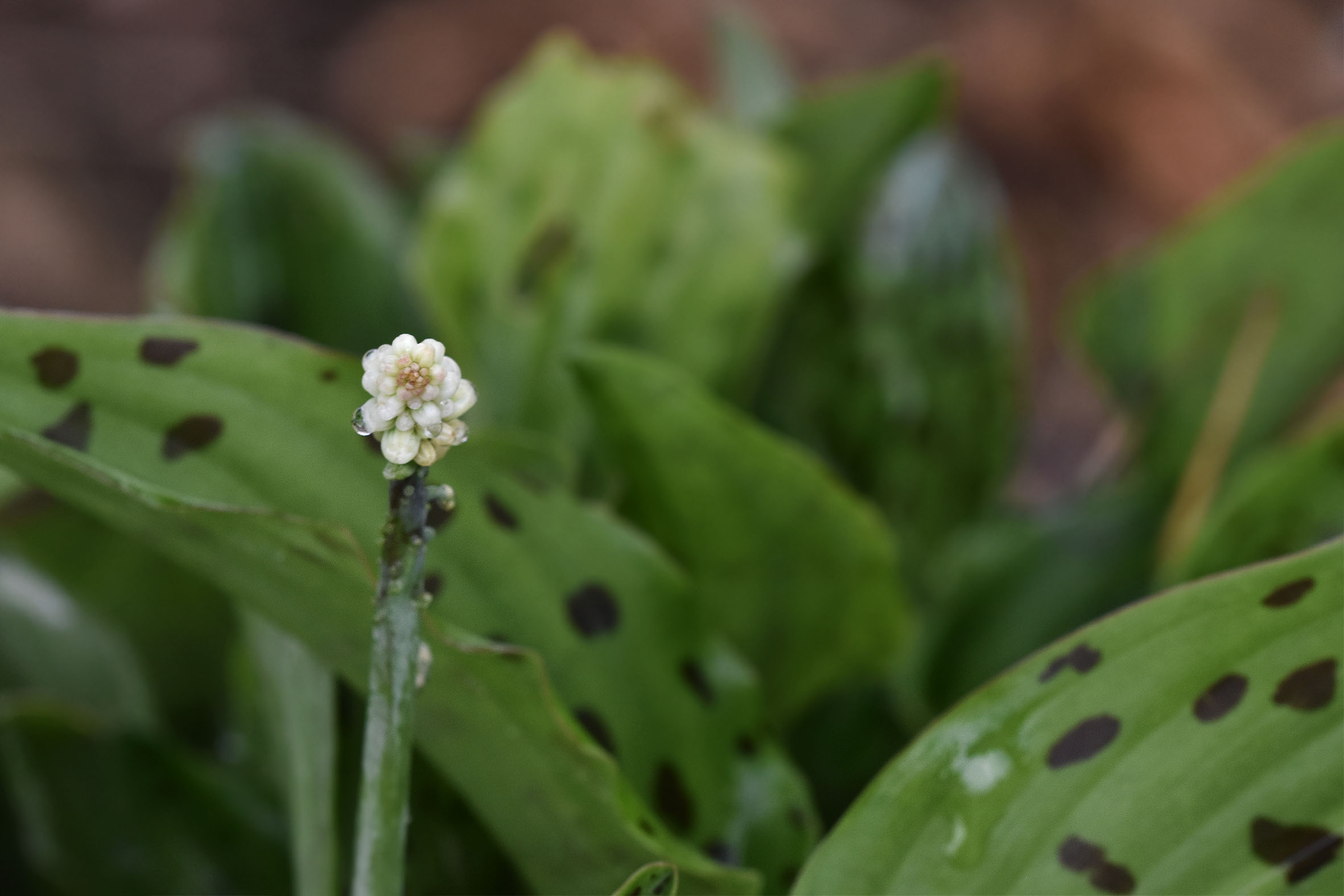 Ledebouria petiolata african lily 4.jpg