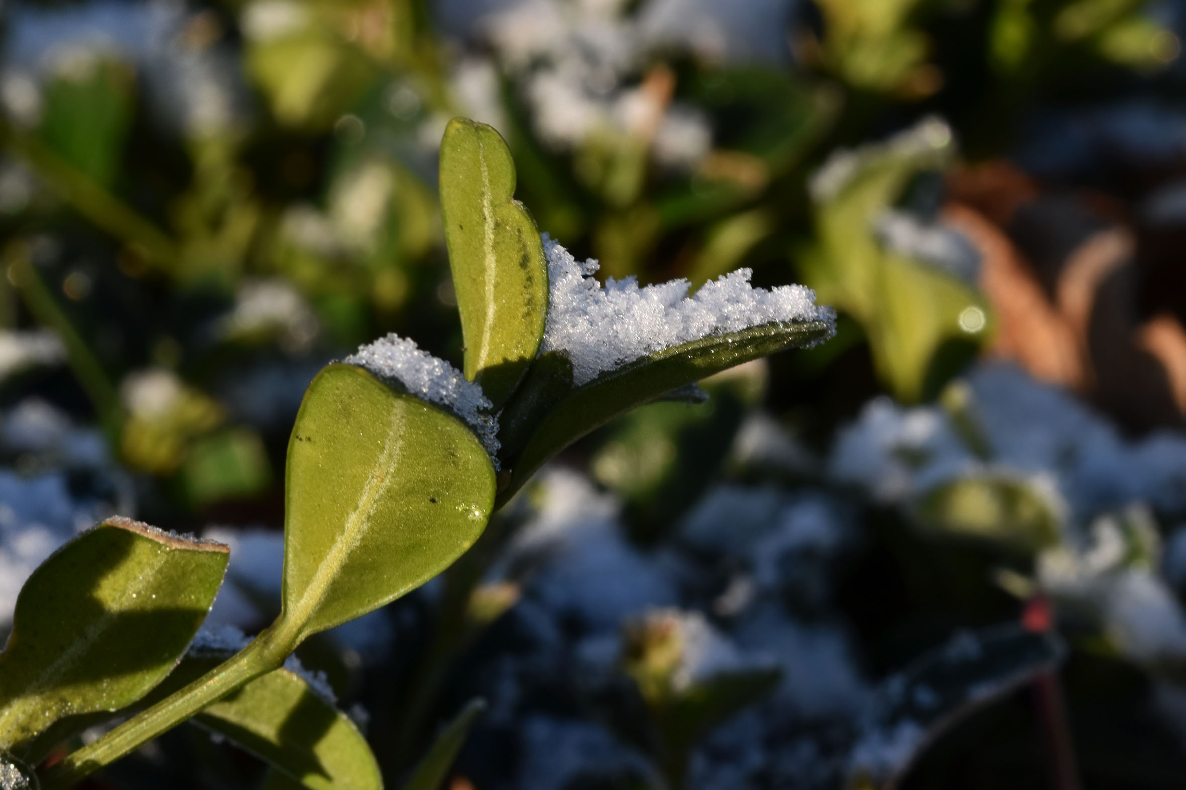 boxwood winter snow  2.jpg
