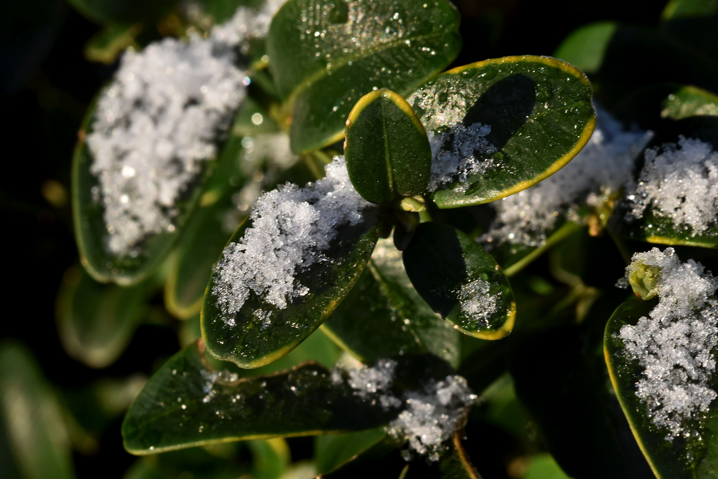 boxwood winter snow  3.jpg