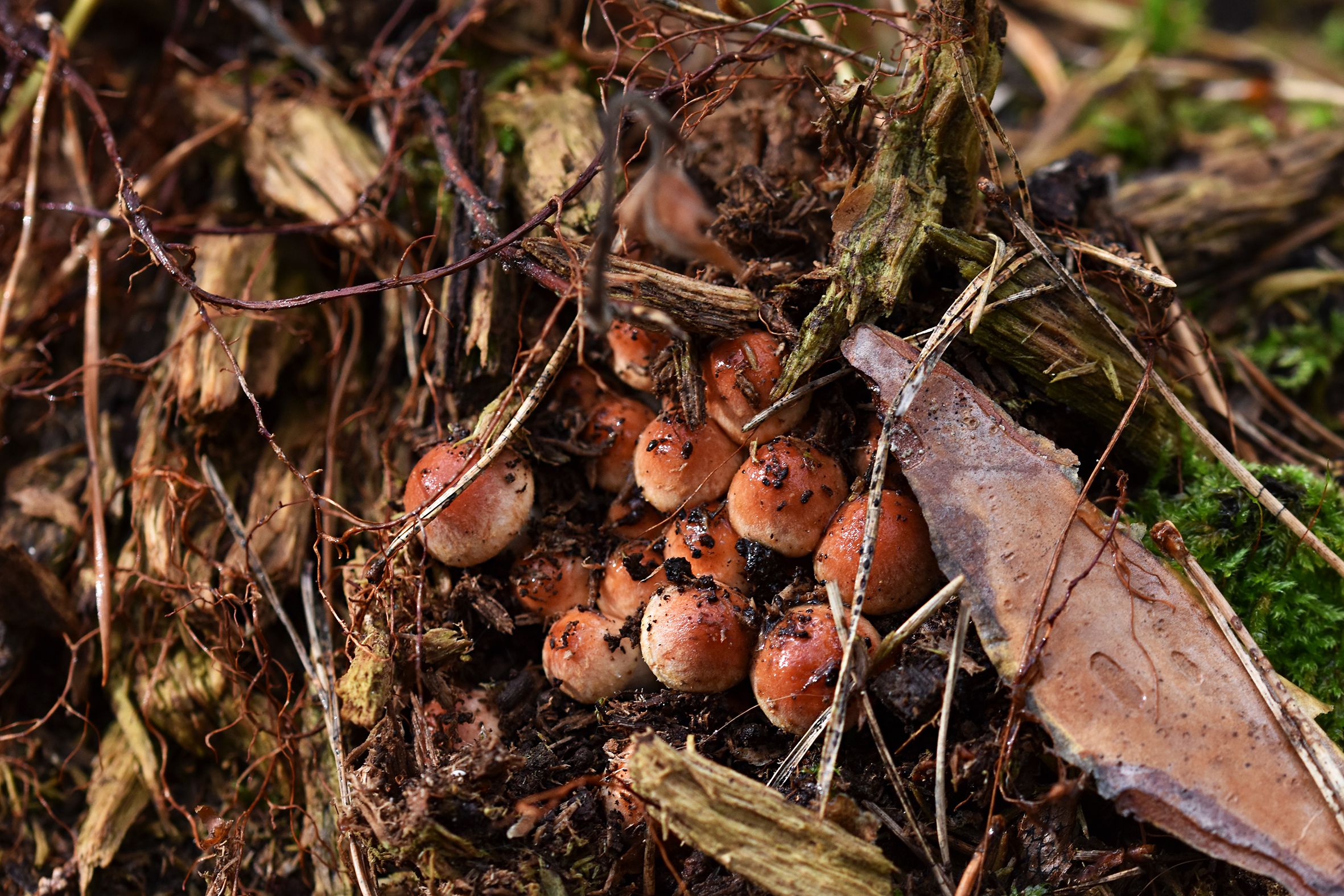 small orange mushrooms pl 5.jpg