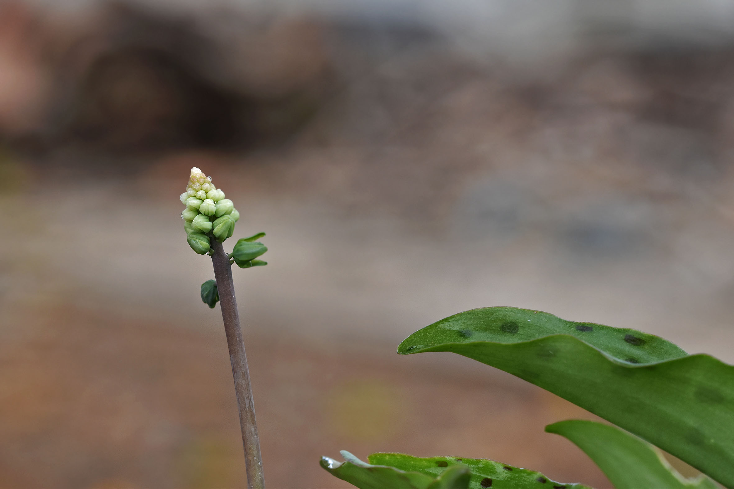 Ledebouria petiolata african lily 5.jpg