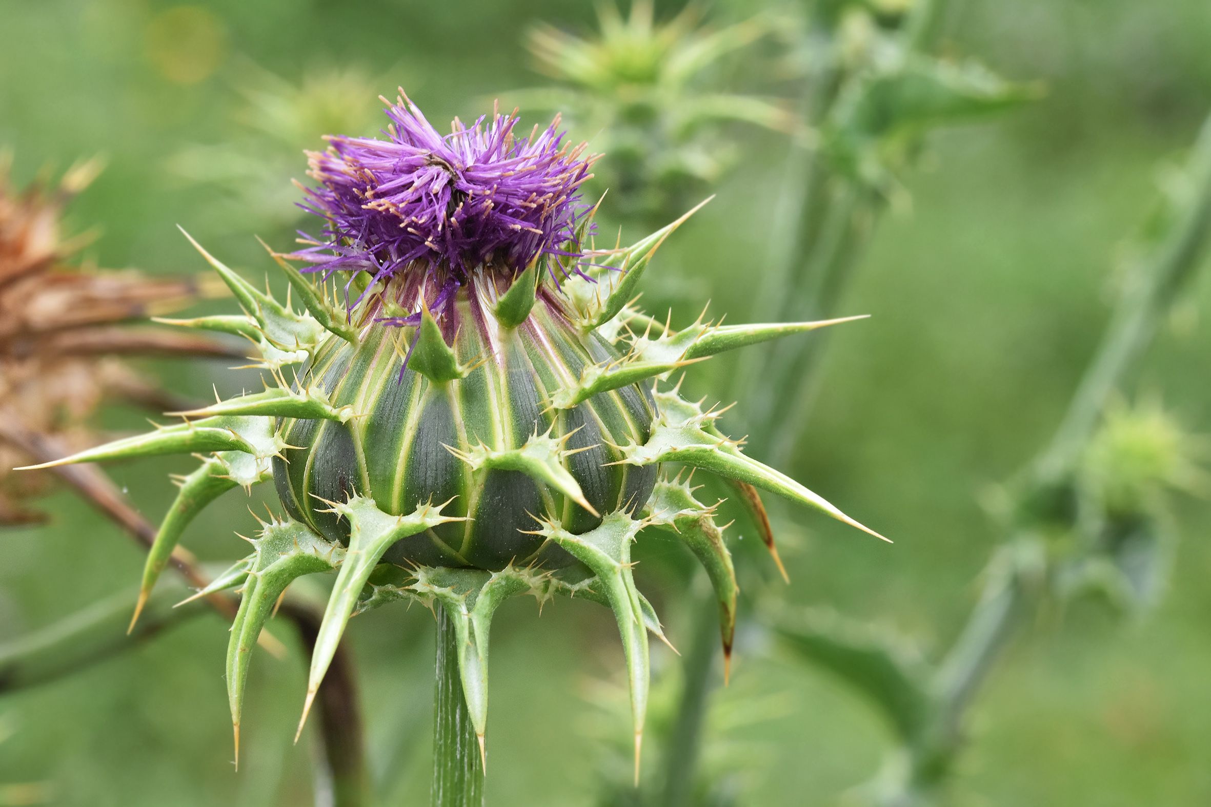 Silybum marianum milk thistle purple 1.jpg