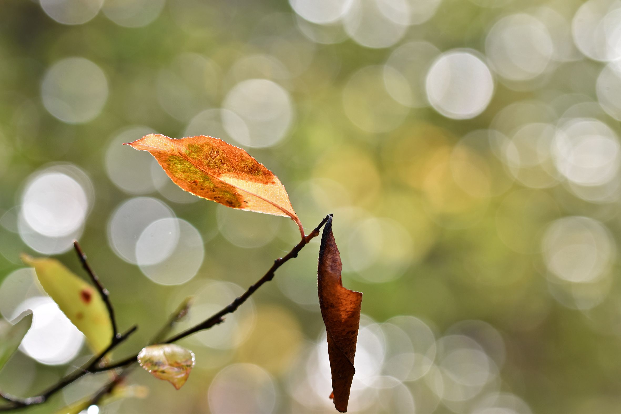 forest bokeh rain pl 4.jpg