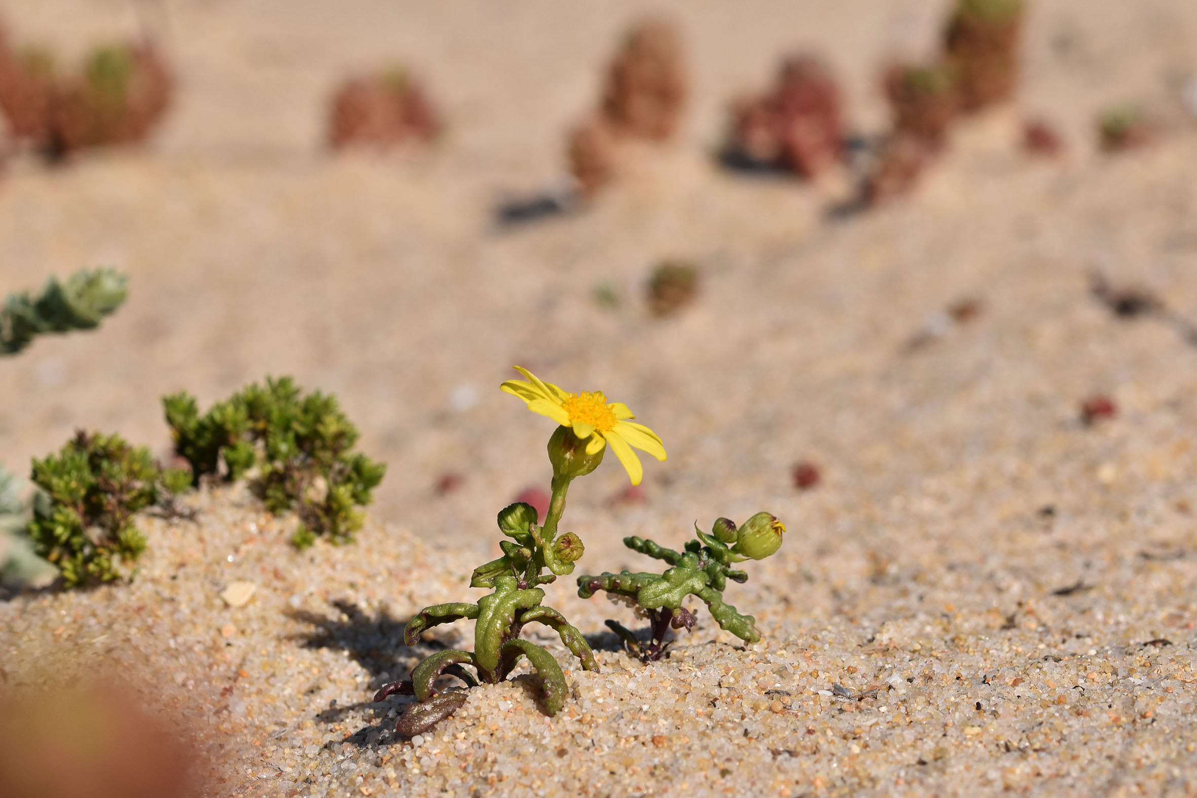 beach plant 8.jpg