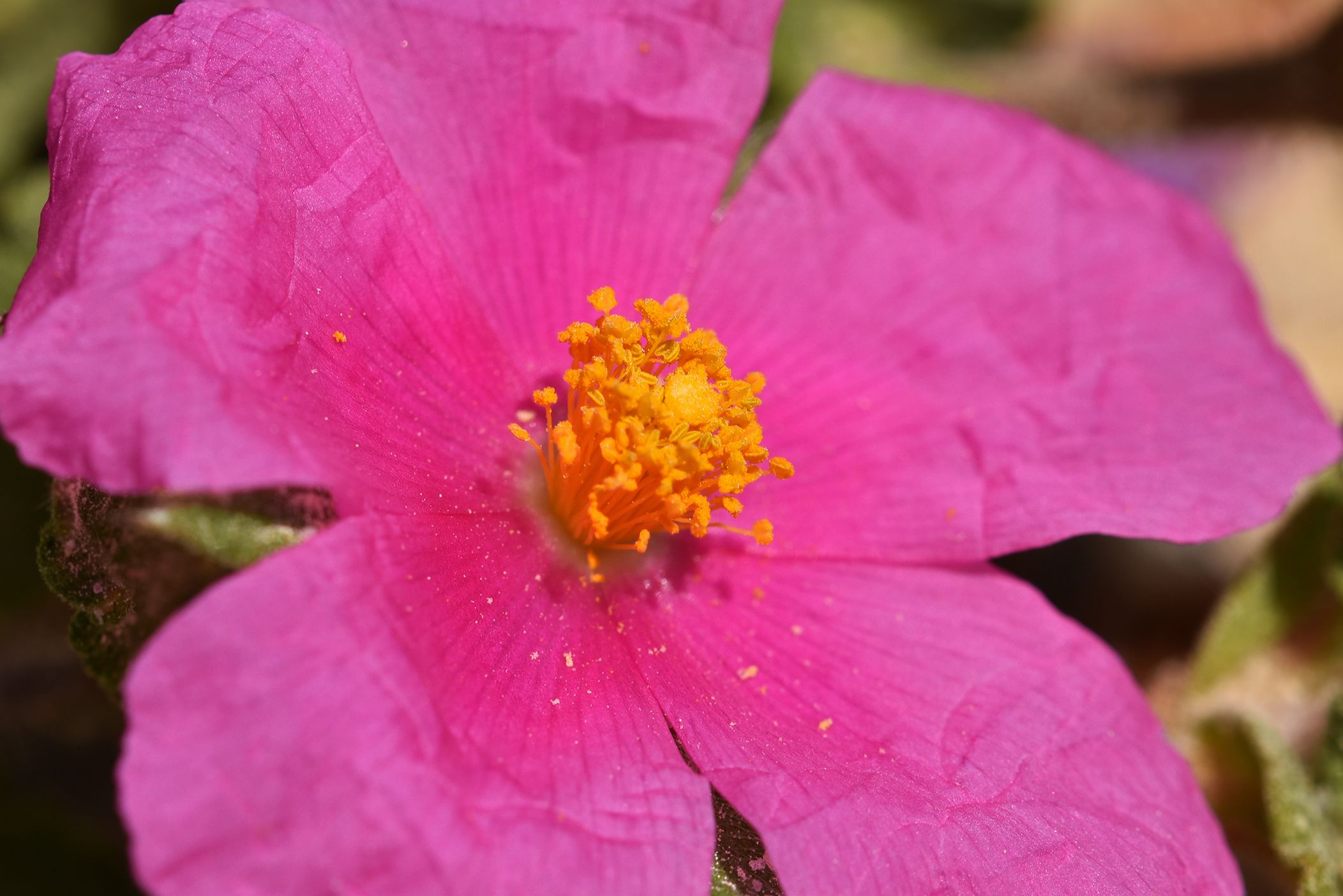 Cistus crispus pink rockrose 1.jpg
