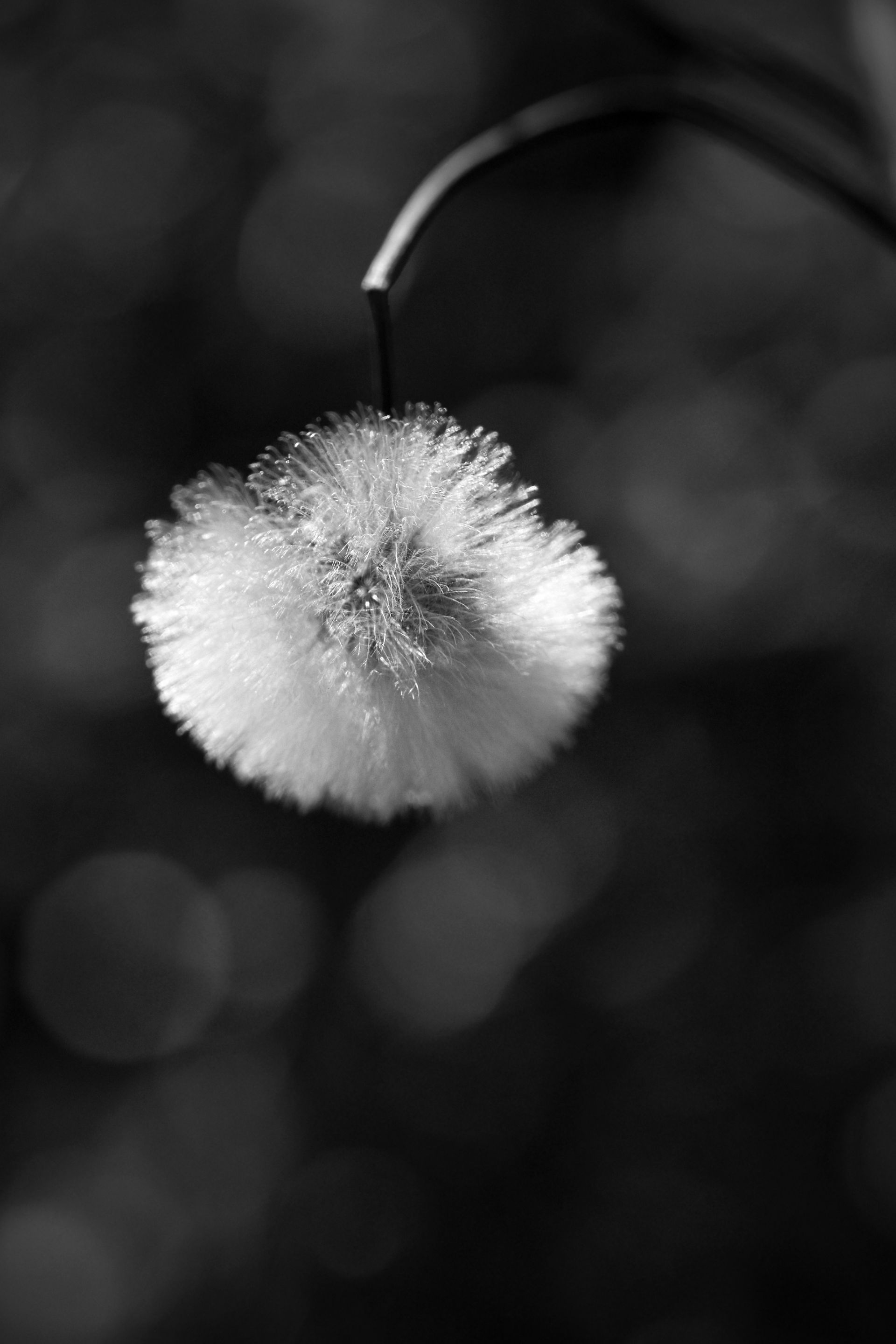 fluffy seeds bw 2.jpg