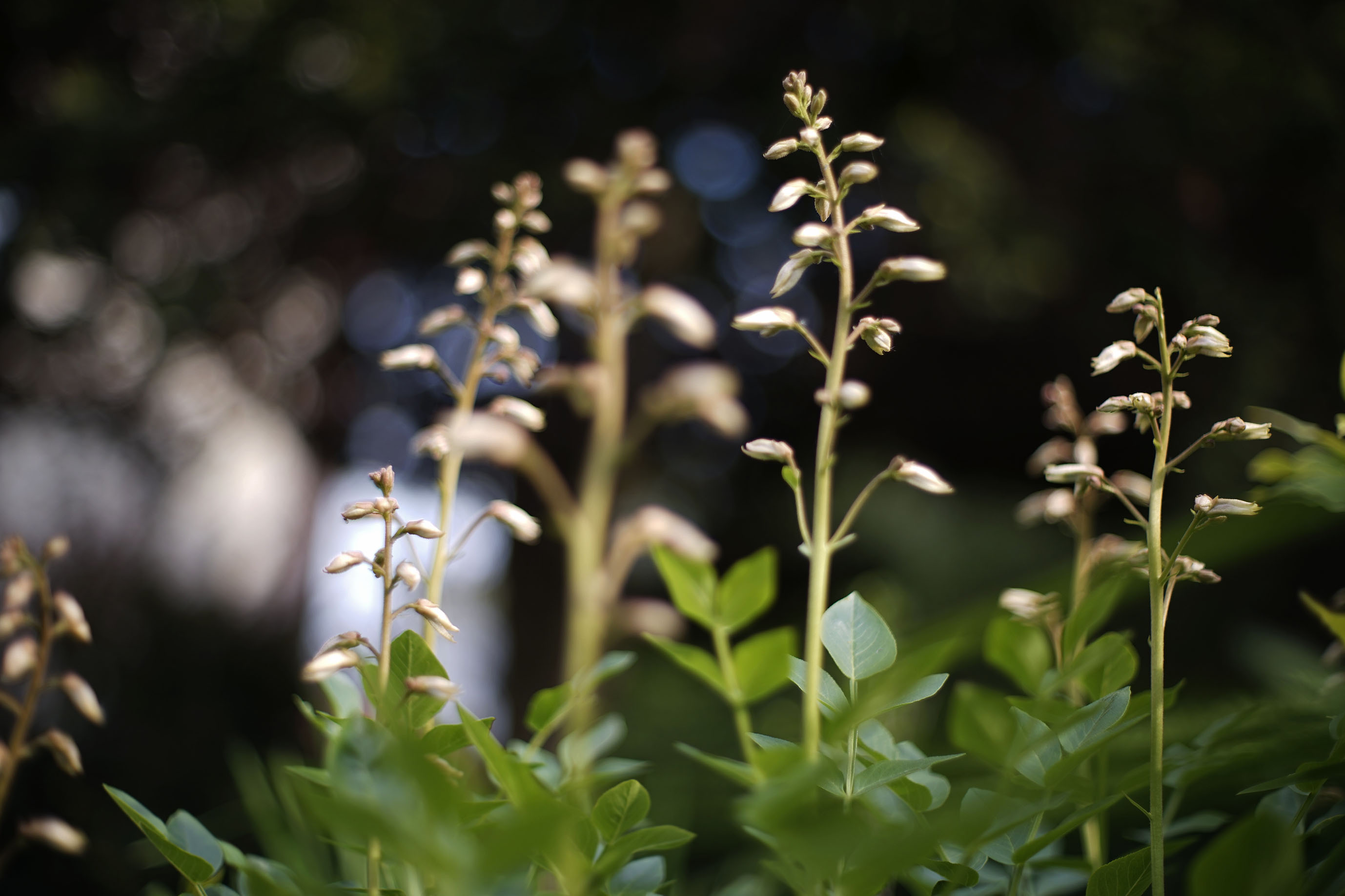 Dyptam garden takumar 2.jpg