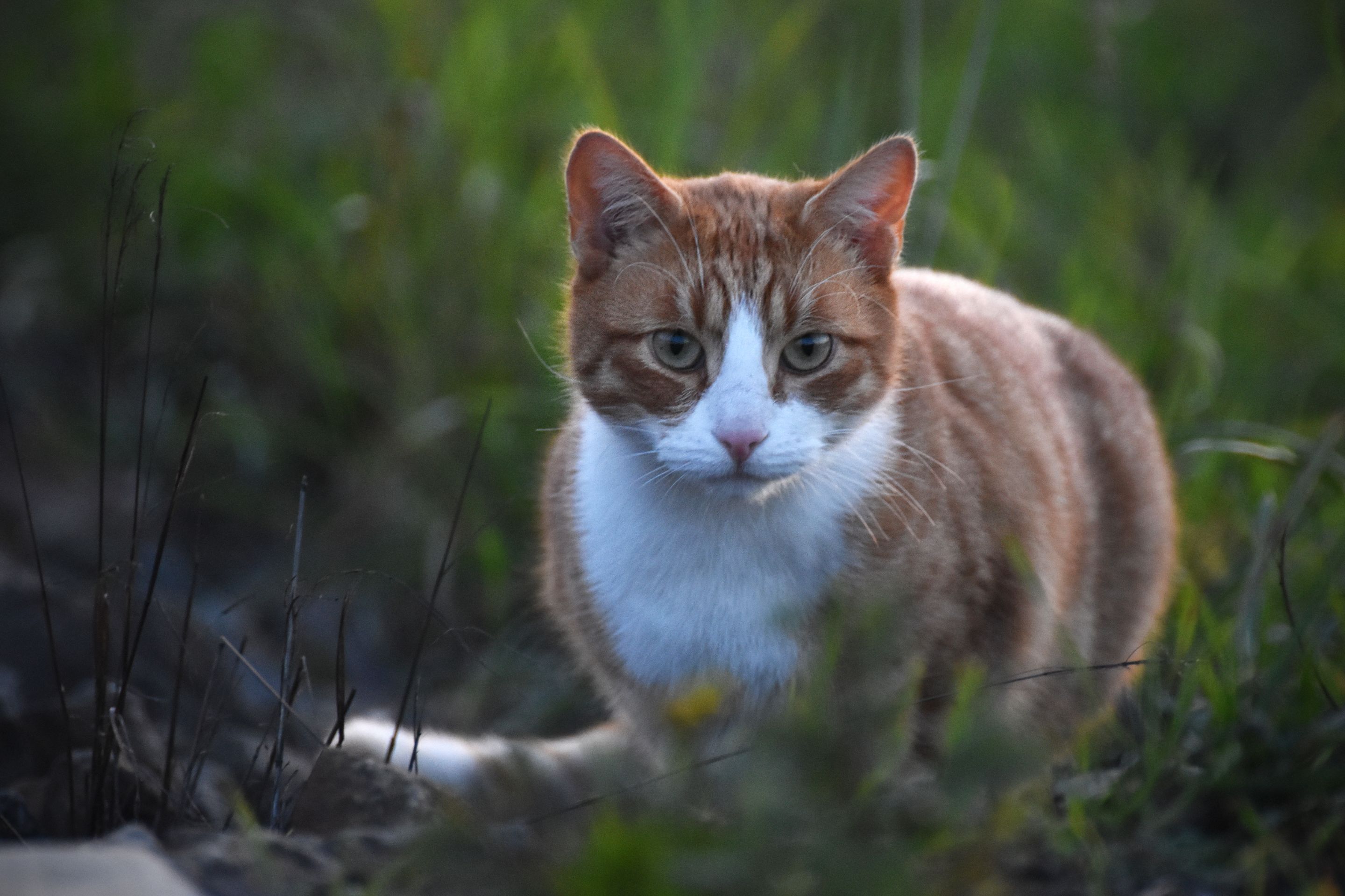 ginger cat tracks 6.jpg