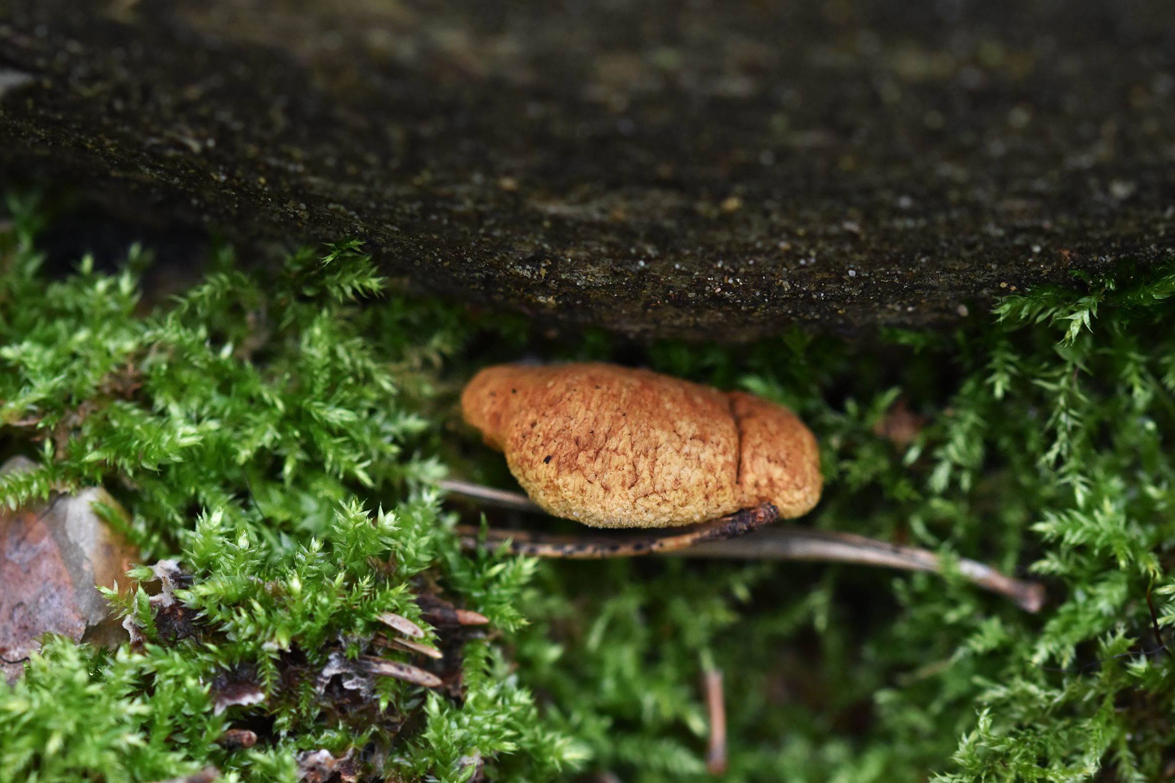 mushroom forest pl 1.jpg